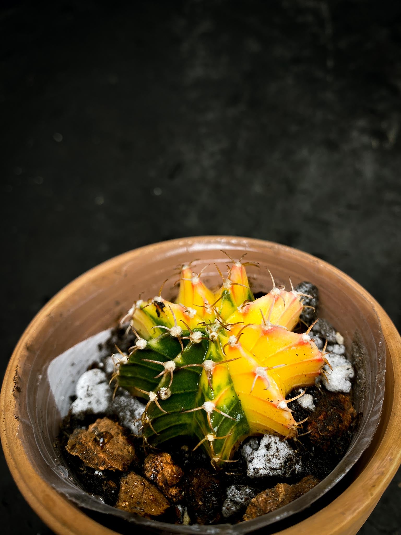 Gymnocalycium Mihanovichii Variegated