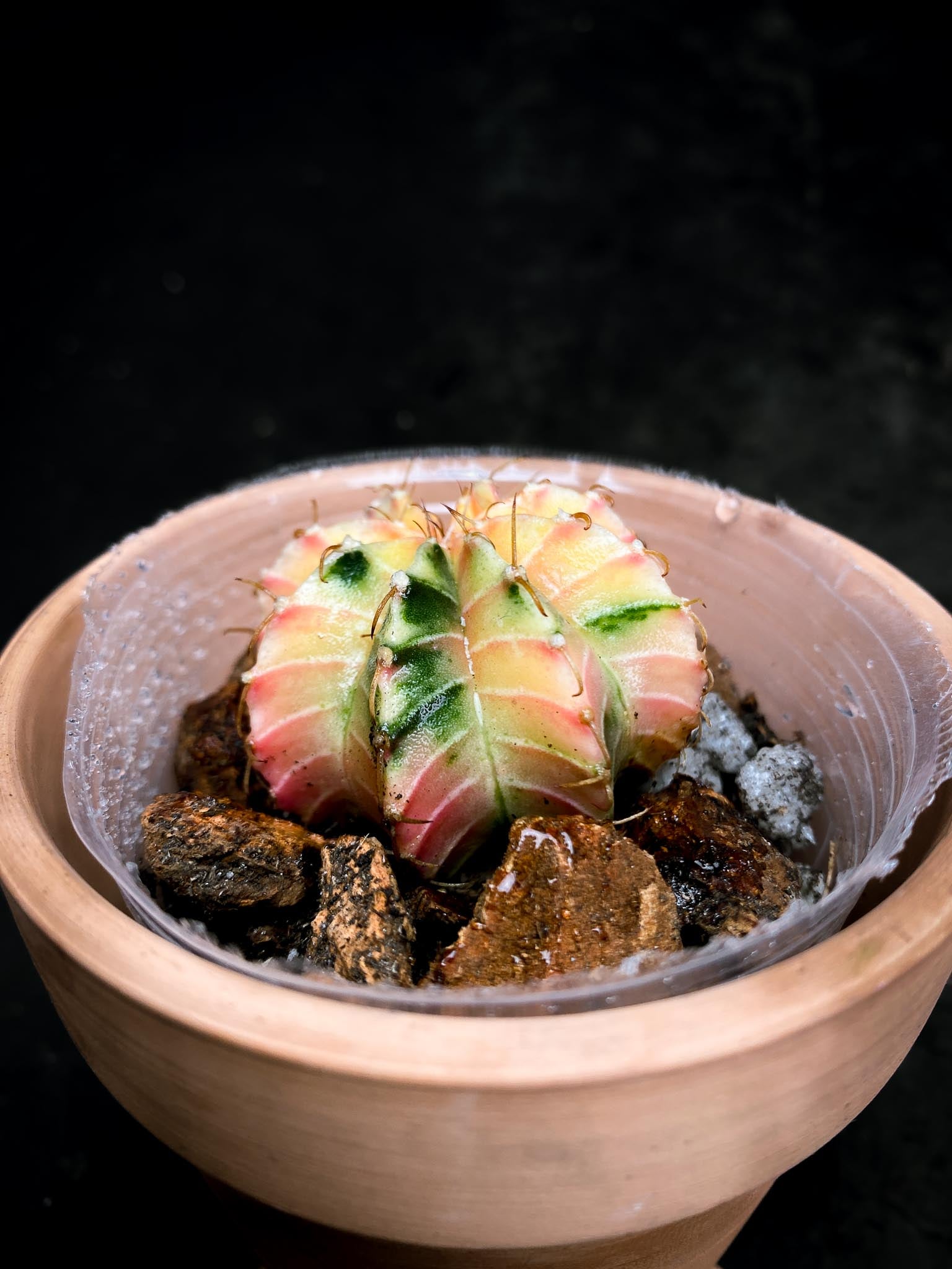 Gymnocalycium Mihanovichii Variegated