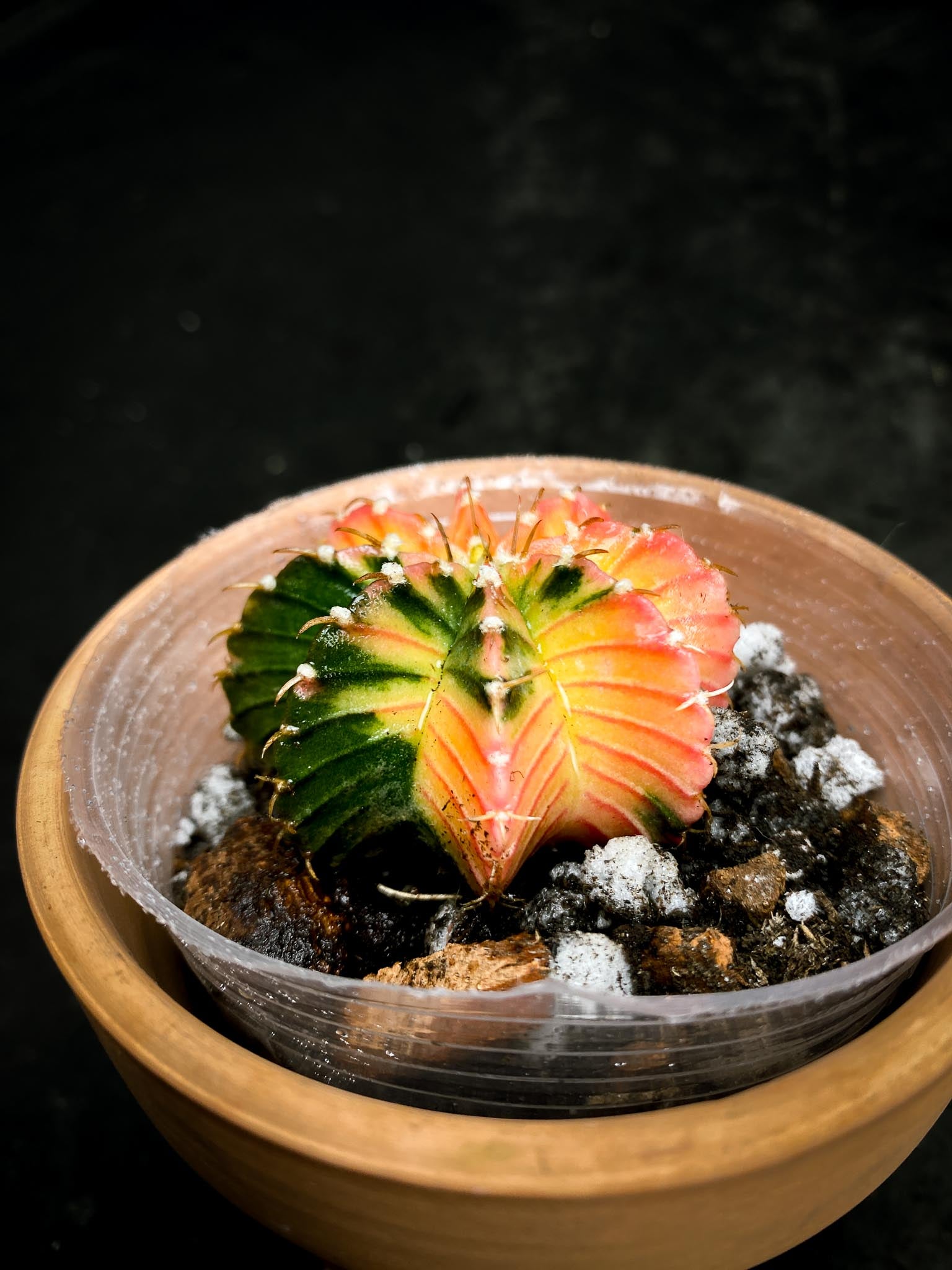 Gymnocalycium Mihanovichii Variegated