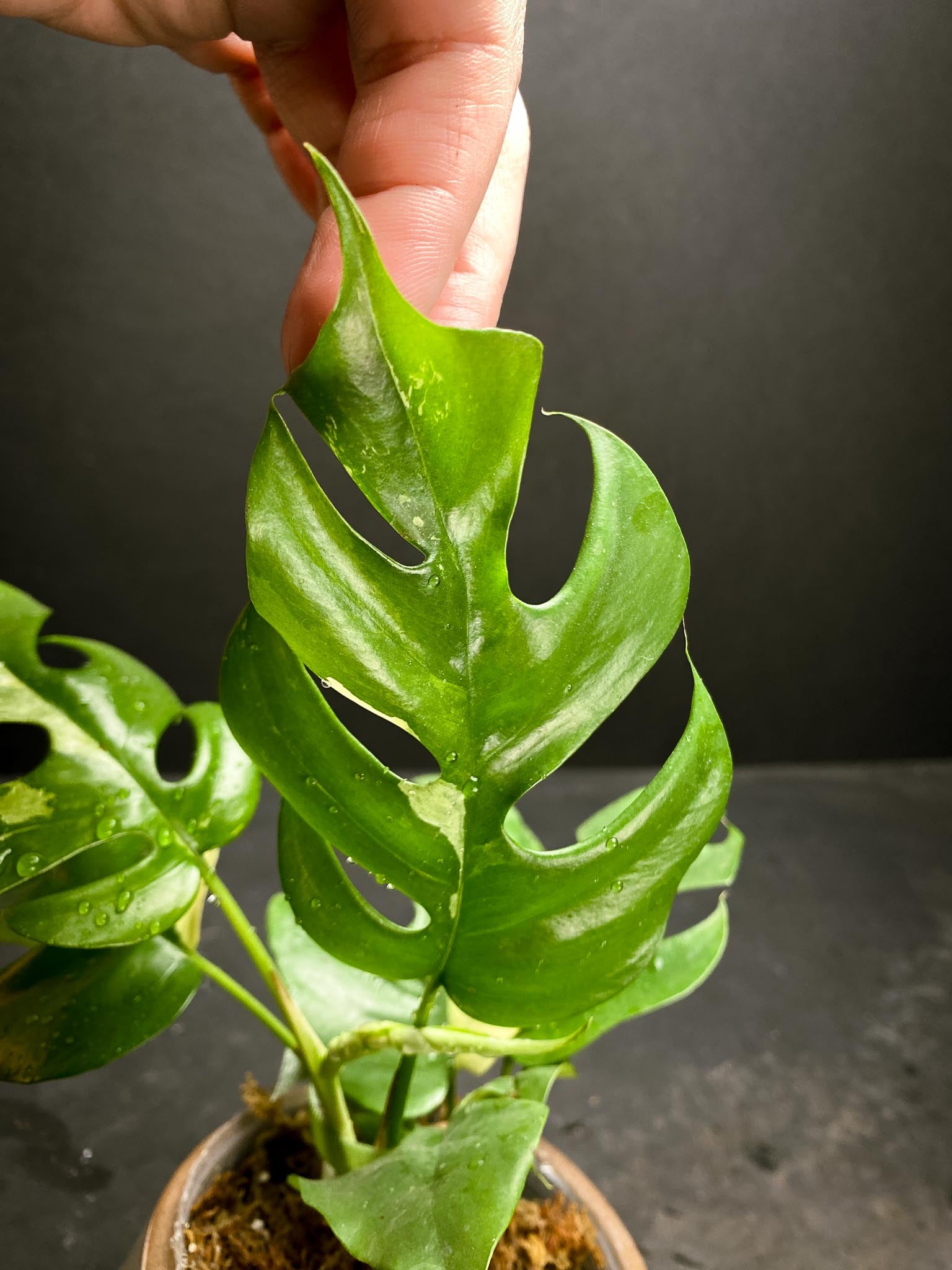 Rhaphidophora tetrasperma variegated Multiple Leaves  Multiple Nodes 1 Sprout Rooted
