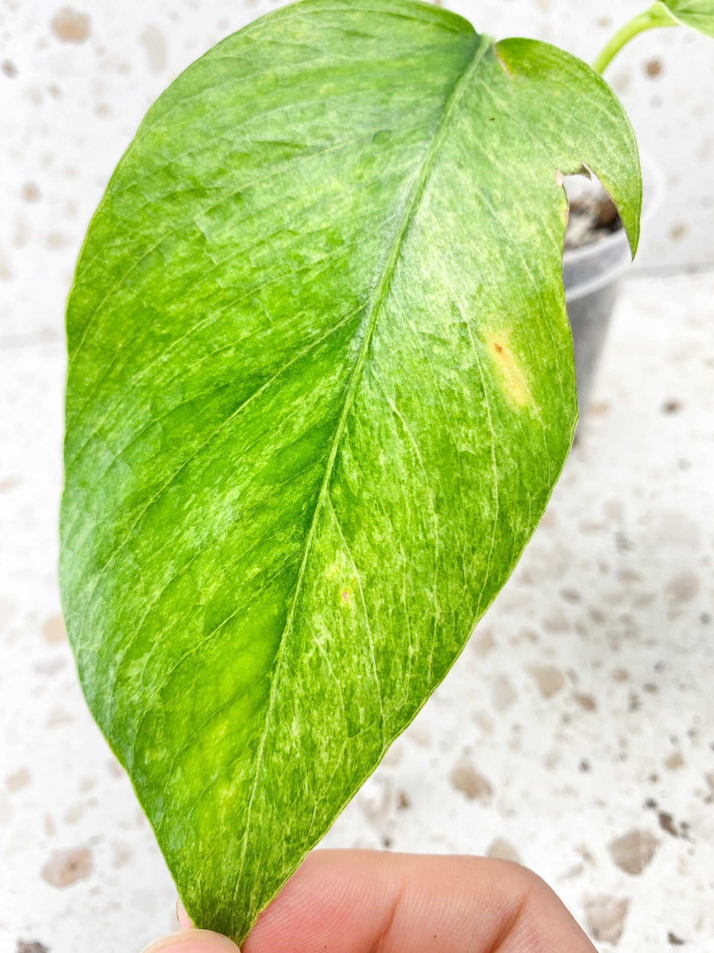 Epipremnum Pinnatum Mint 2 leaves