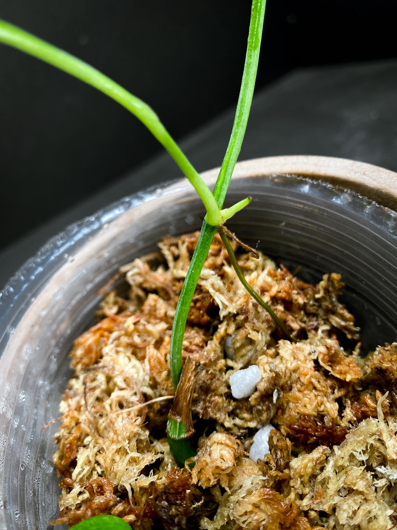 Epipremnum Golden Flame 3 Leaves  Multiple Nodes Rooted