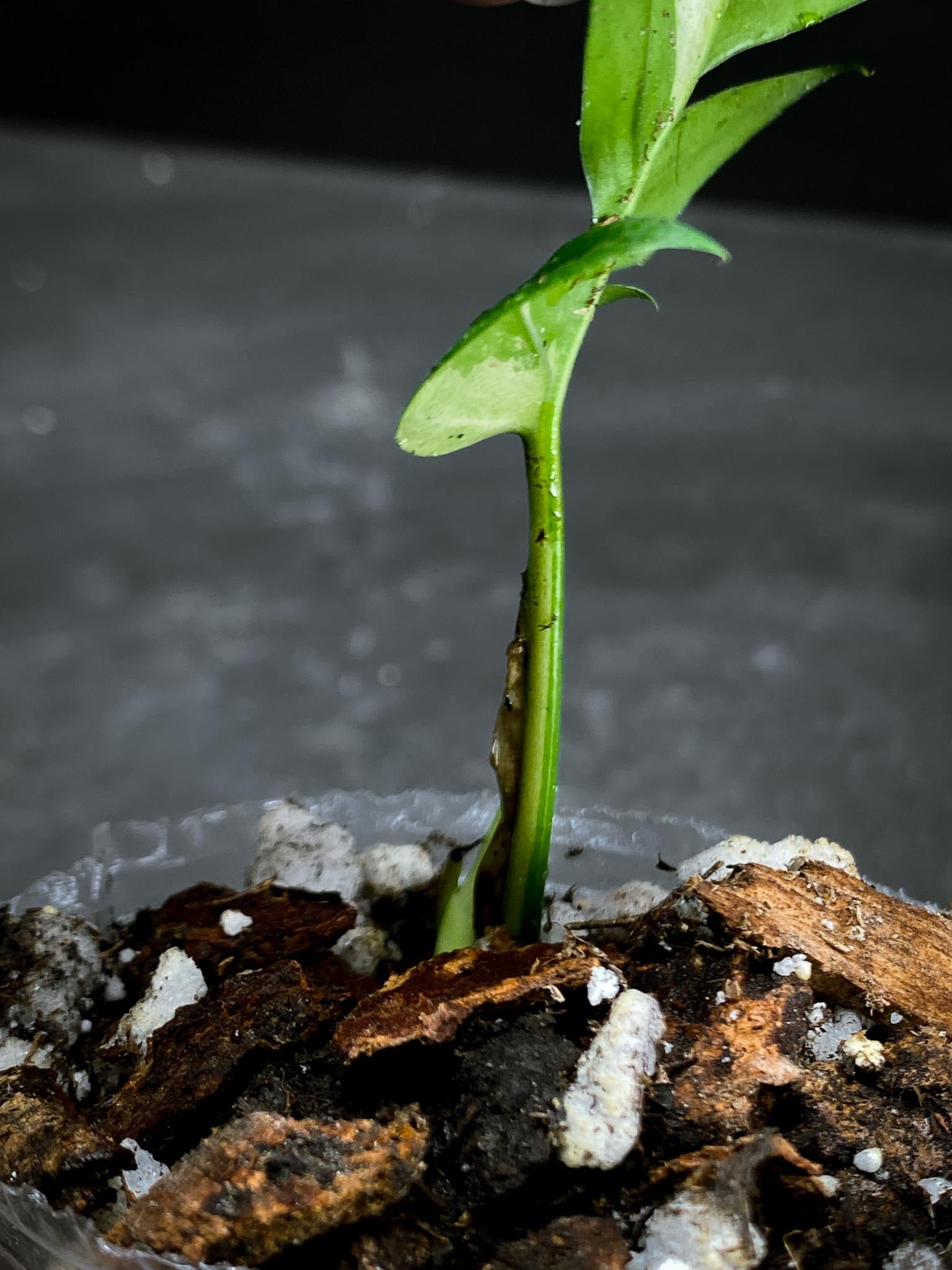 Rhaphidophora tetrasperma variegated 1 Leaf 2 Nodes  1 Sprout Rooted