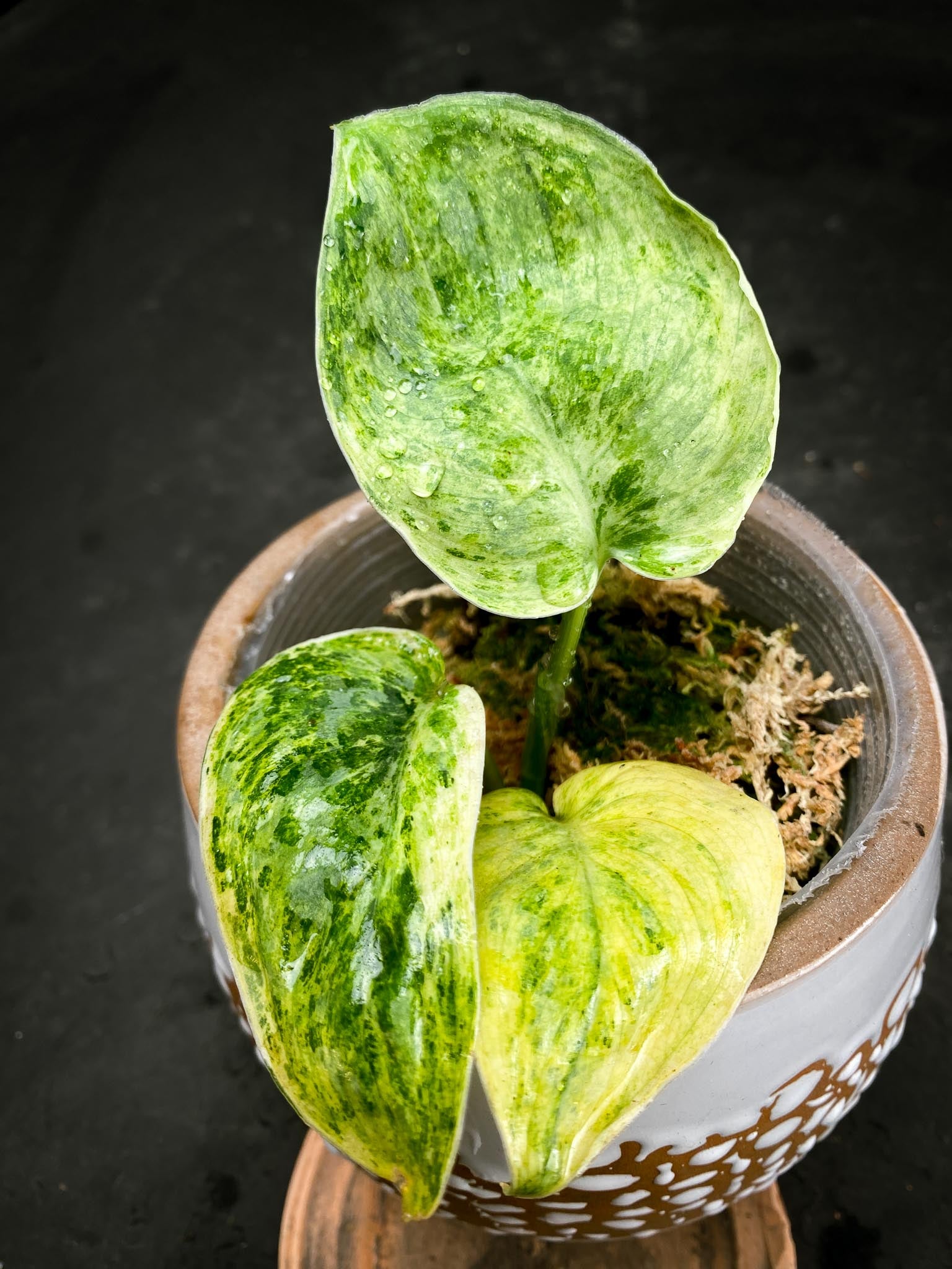 Syngonium Tembaga Variegated (Sparkling Lava) 3 Leaves  3 Nodes  Rooted xP