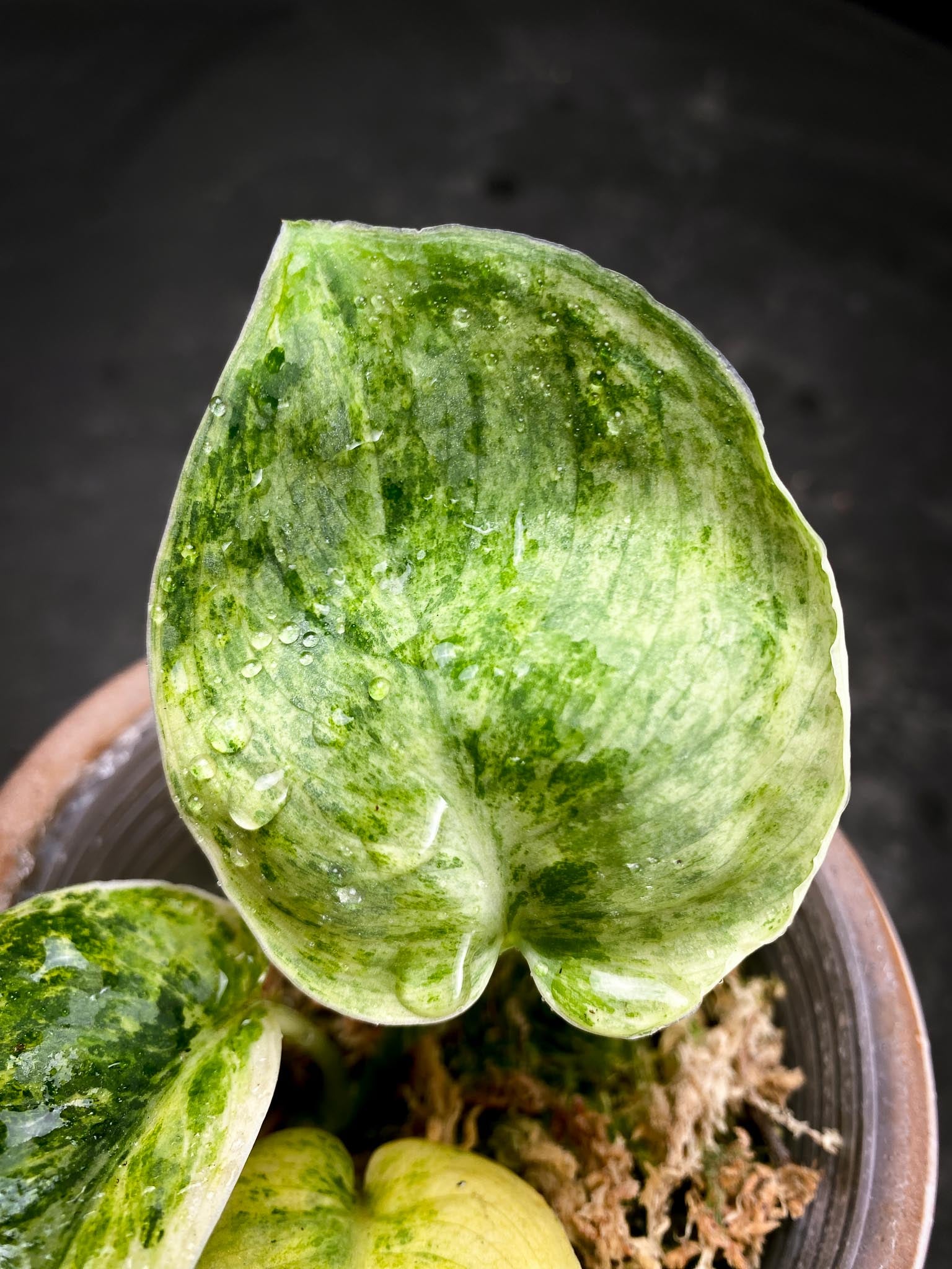 Syngonium Tembaga Variegated (Sparkling Lava) 3 Leaves  3 Nodes  Rooted xP