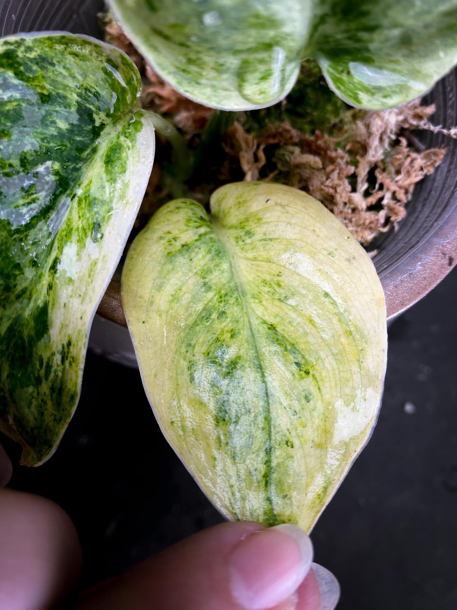 Syngonium Tembaga Variegated (Sparkling Lava) 3 Leaves  3 Nodes  Rooted xP