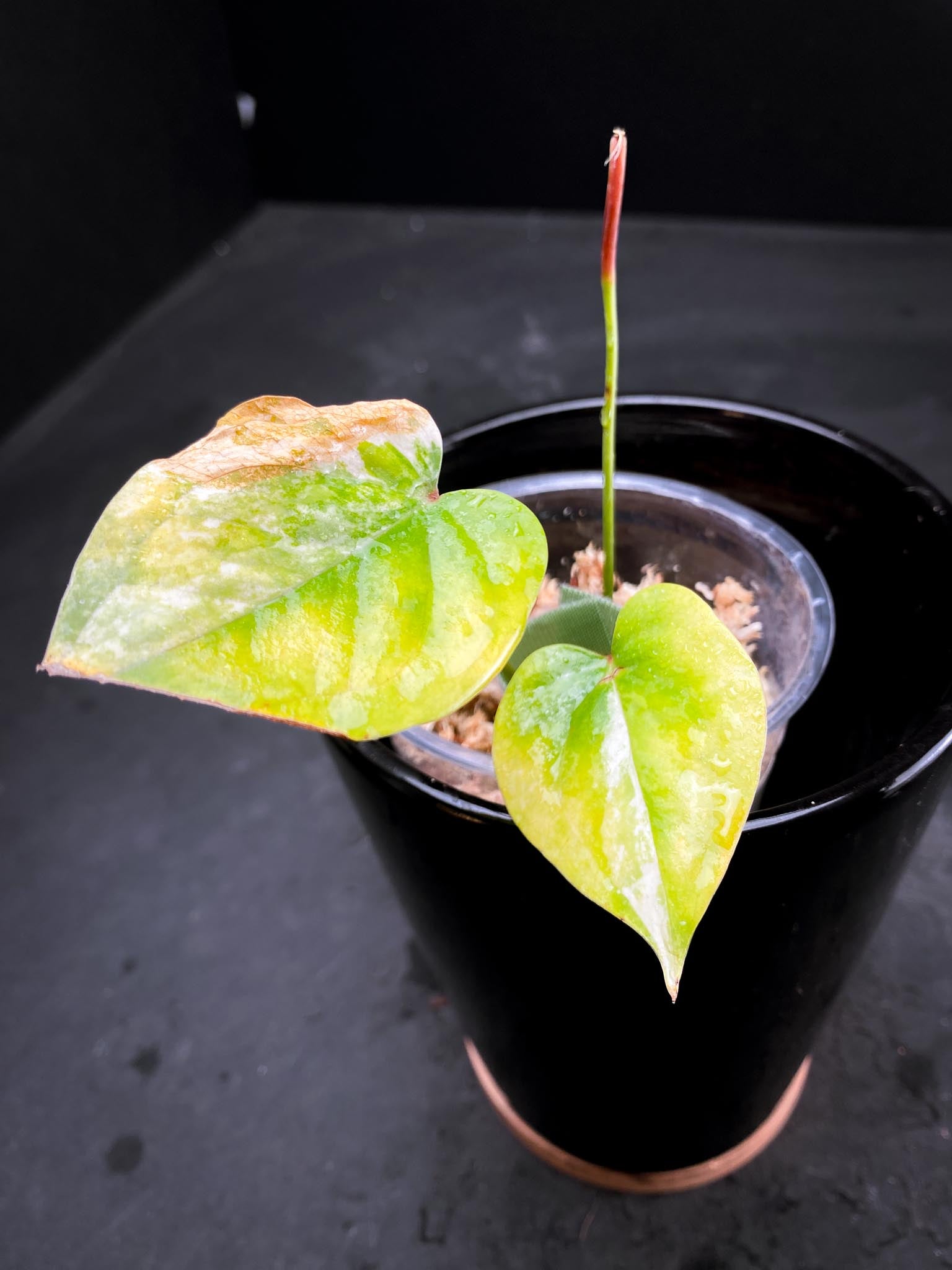 Anthurium andraeanum Variegated 2 Leaves  3 Nodes  Rooted