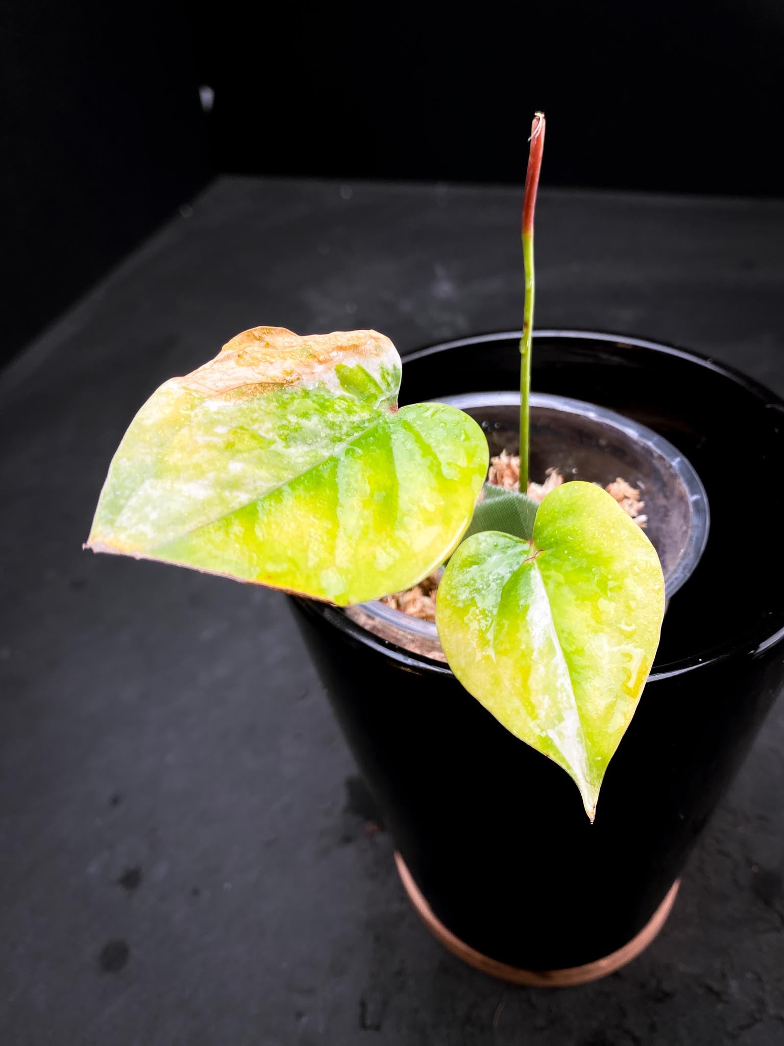 Anthurium andraeanum Variegated 2 Leaves  3 Nodes  Rooted