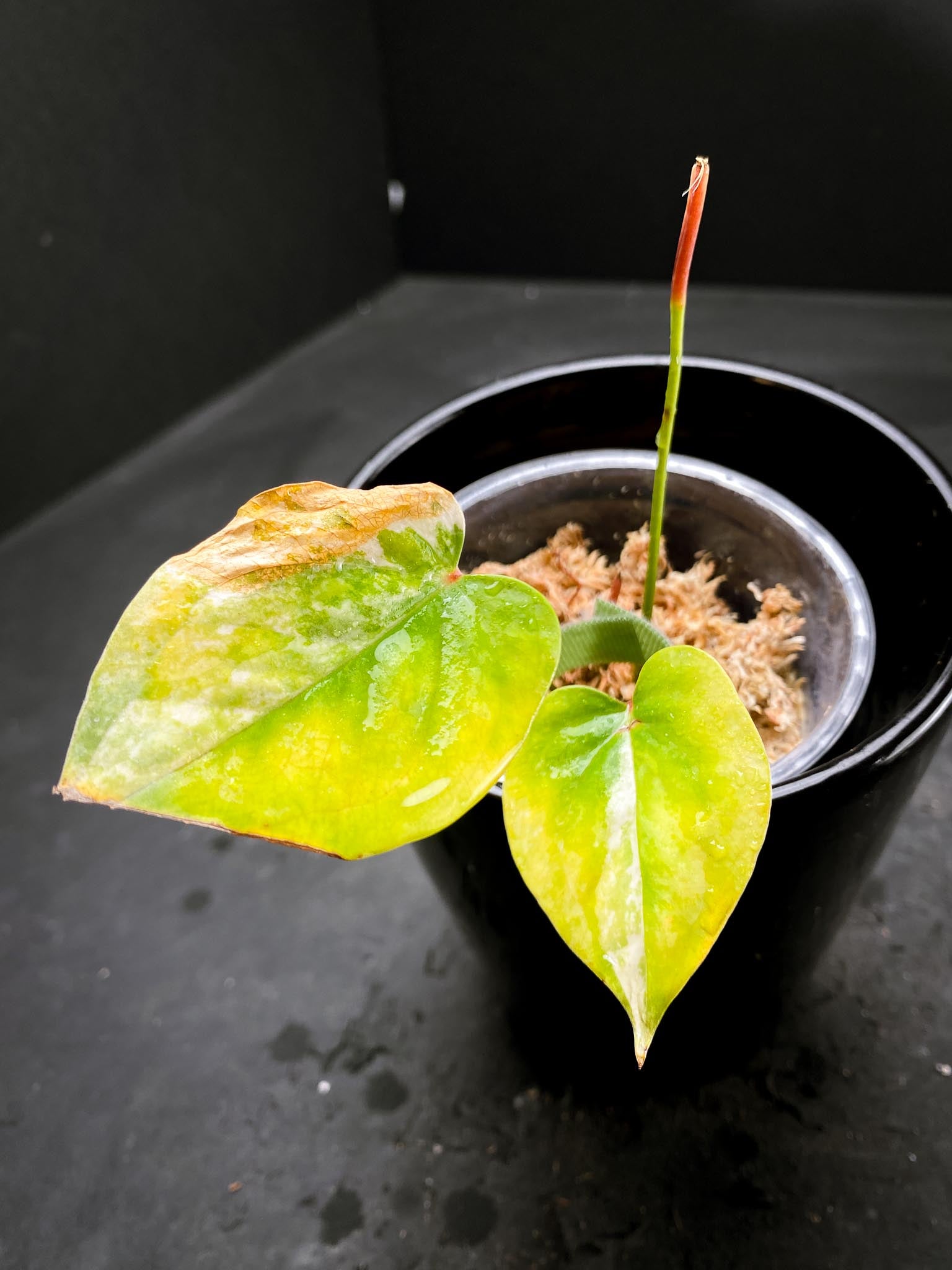 Anthurium andraeanum Variegated 2 Leaves  3 Nodes  Rooted