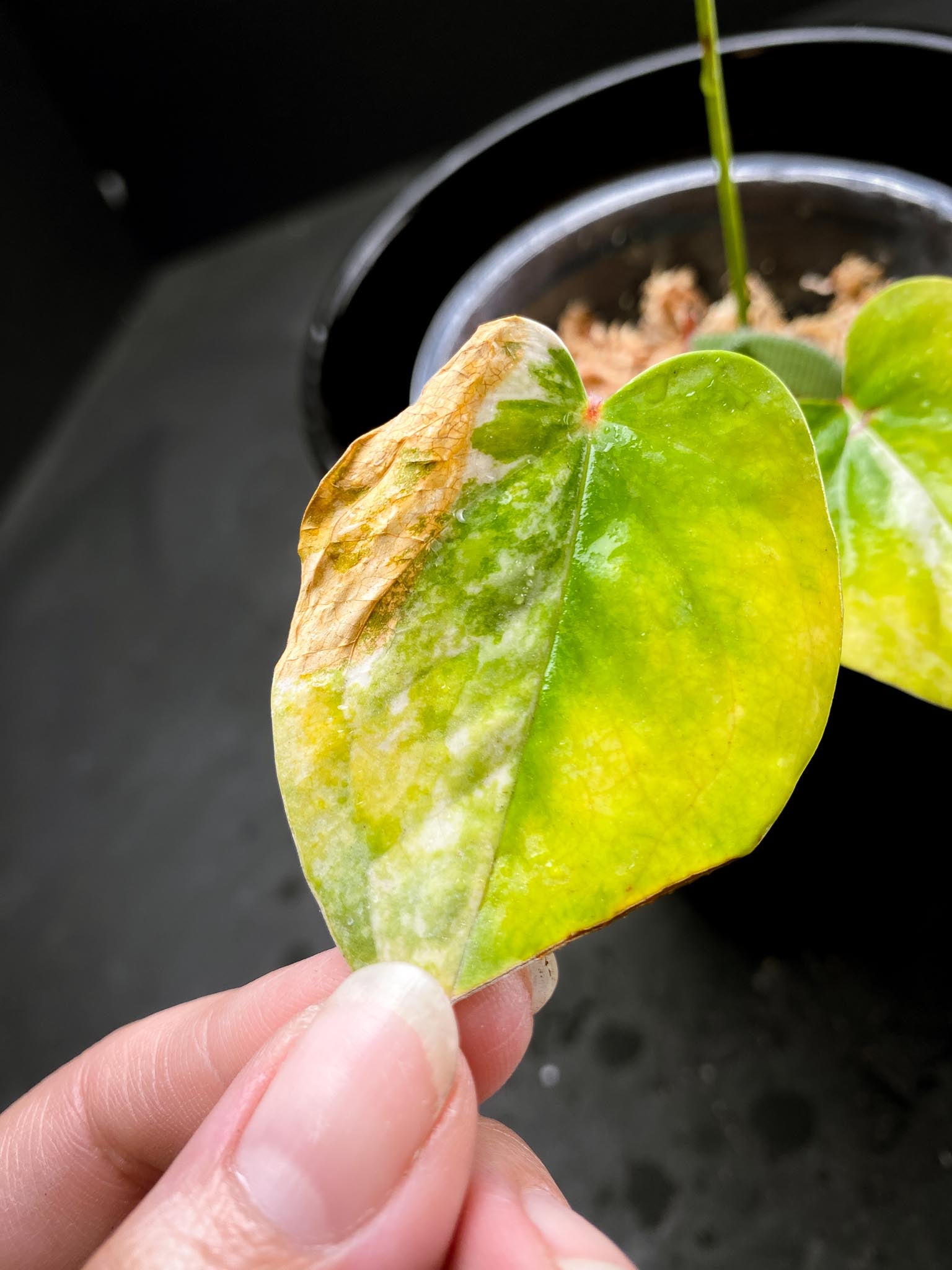 Anthurium andraeanum Variegated 2 Leaves  3 Nodes  Rooted