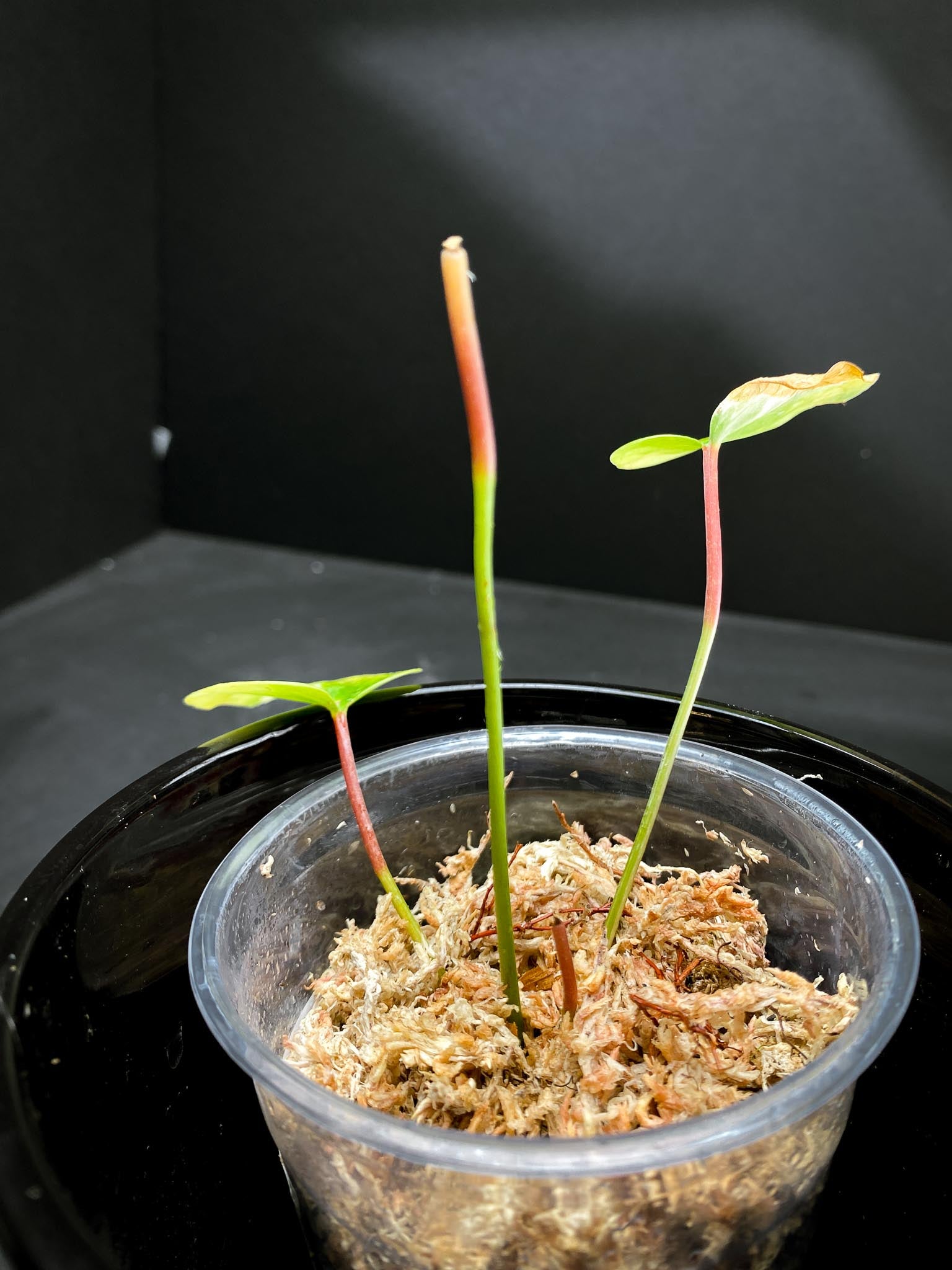 Anthurium andraeanum Variegated 2 Leaves  3 Nodes  Rooted