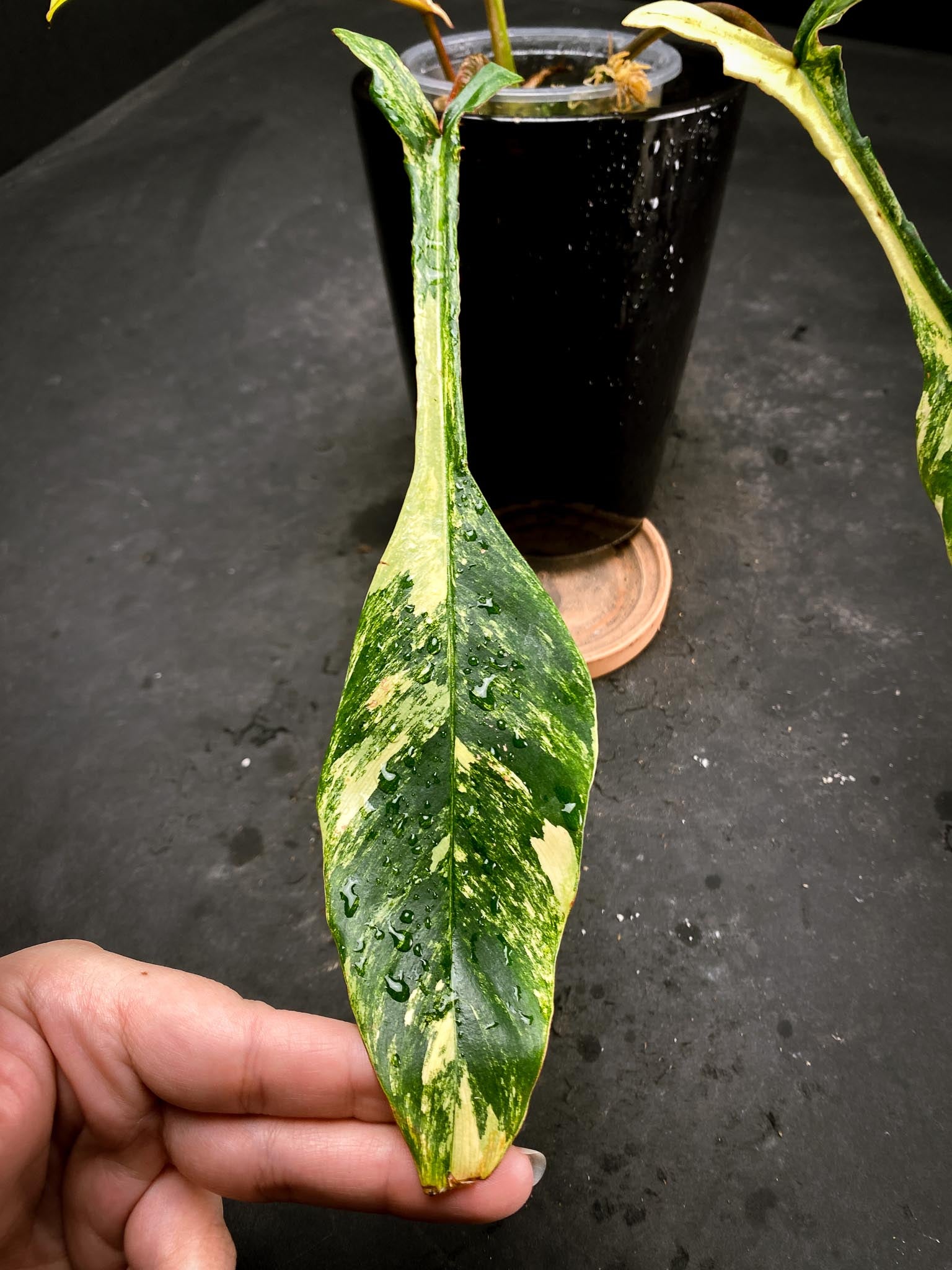 Philodendron Joepii Variegated 4 Leaves  4 Nodes  1 Sprout Rooted xP