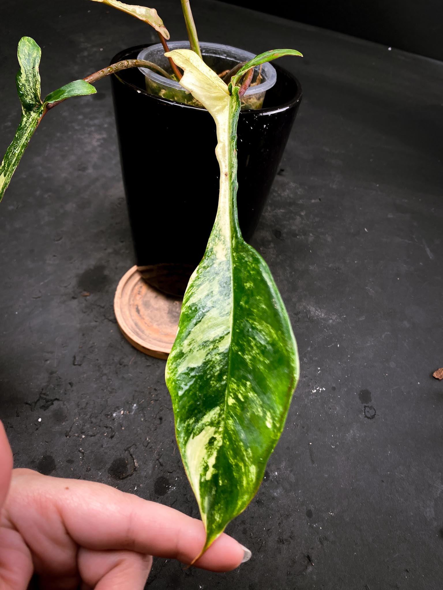 Philodendron Joepii Variegated 4 Leaves  4 Nodes  1 Sprout Rooted xP