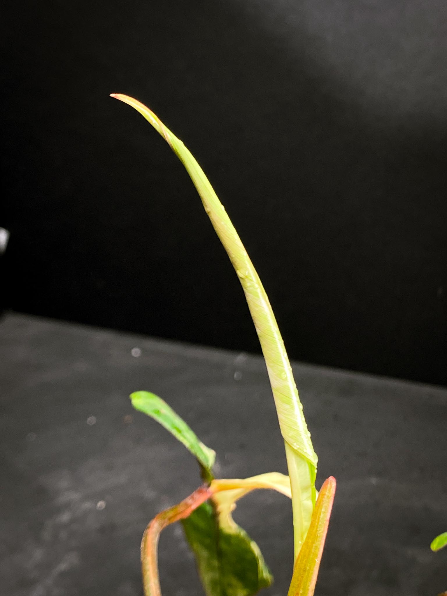 Philodendron Joepii Variegated 4 Leaves  4 Nodes  1 Sprout Rooted xP