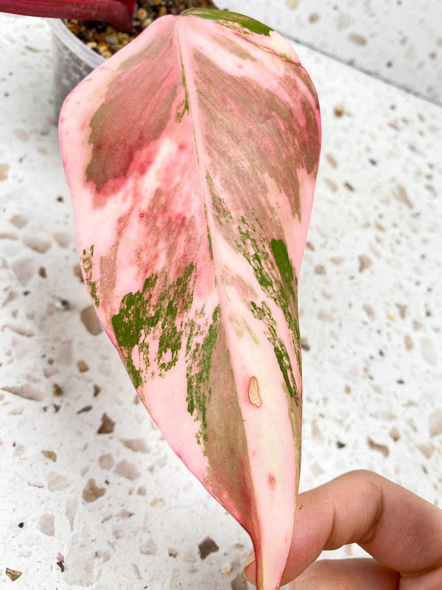 RESERVED for Emily: Philodendron Strawberry Shake 4 leaf top cutting very pink