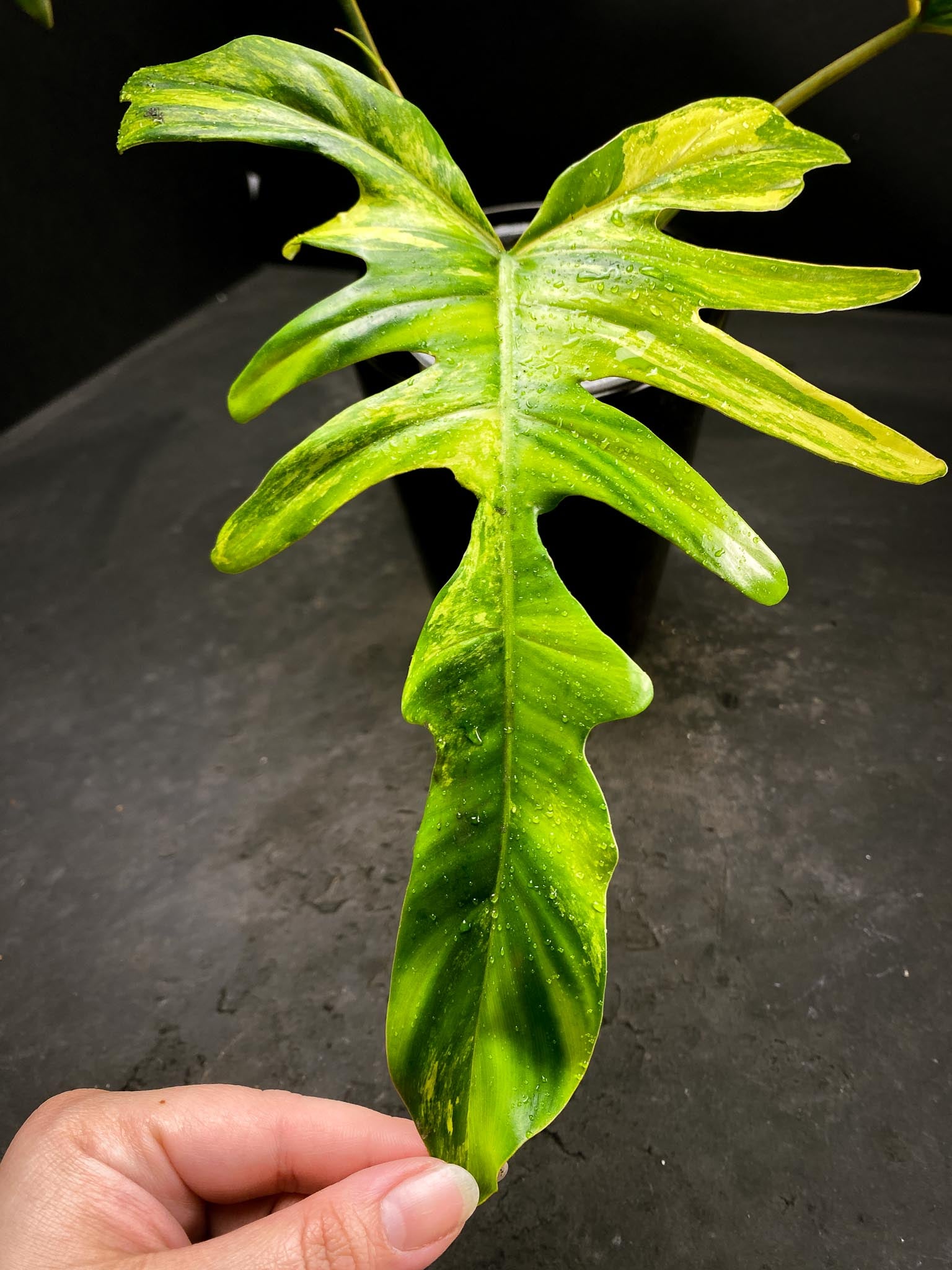 Philodendron Florida beauty  X Mayoi 3 Leaves  4 Nodes  1 Sprout Rooted