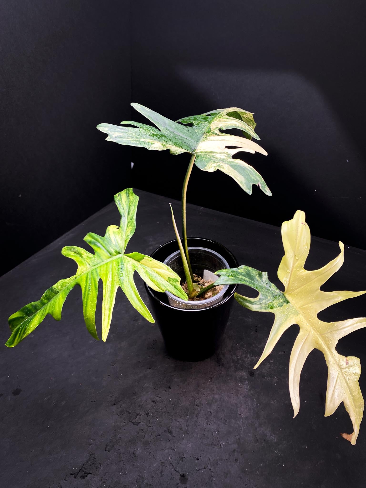 Philodendron Florida beauty  X Mayoi 3 Leaves  4 Nodes  1 Sprout Rooted