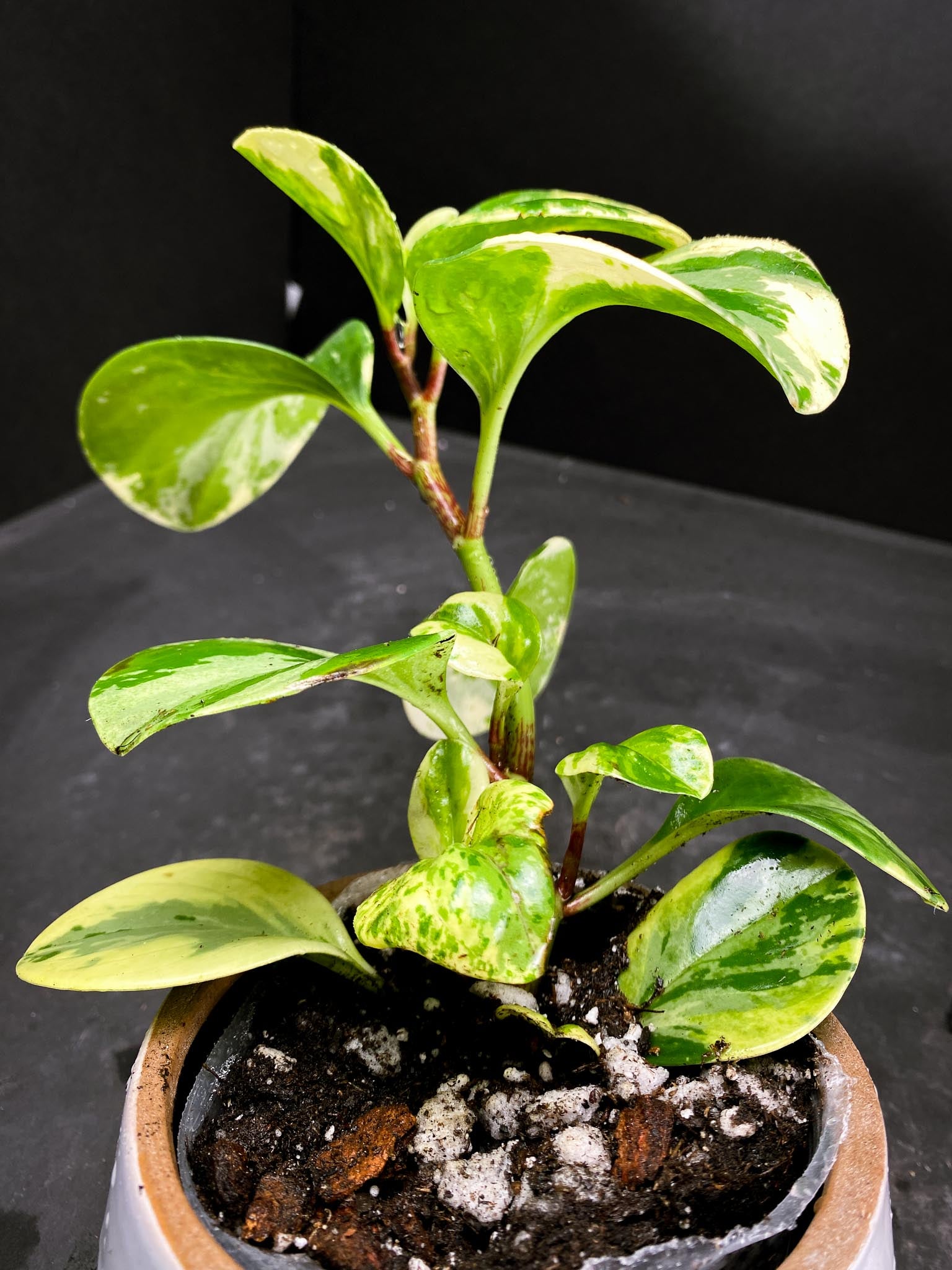 Peperomia marble Multiple Leaves  Multiple Nodes Rooted