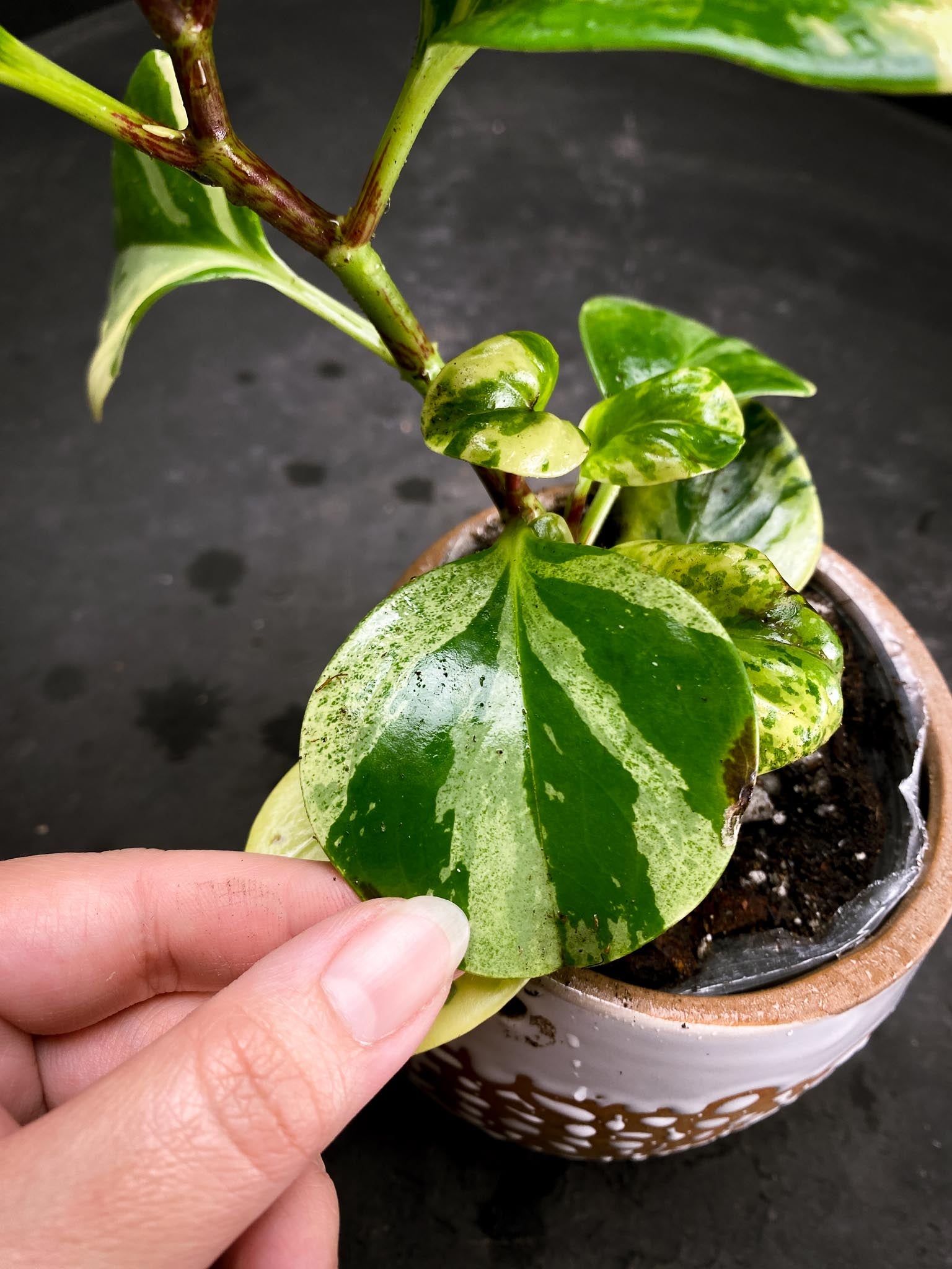 Peperomia marble Multiple Leaves  Multiple Nodes Rooted