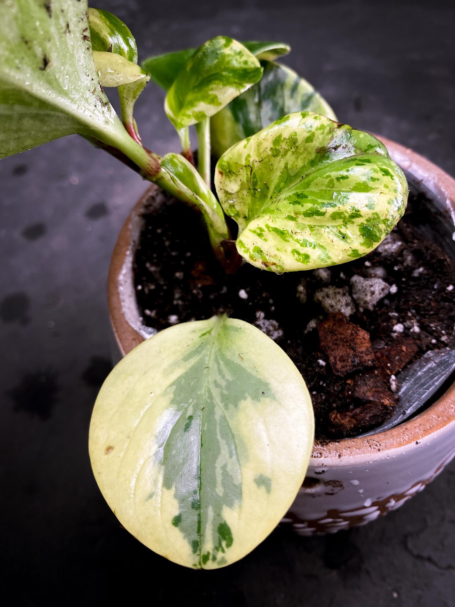 Peperomia marble Multiple Leaves  Multiple Nodes Rooted