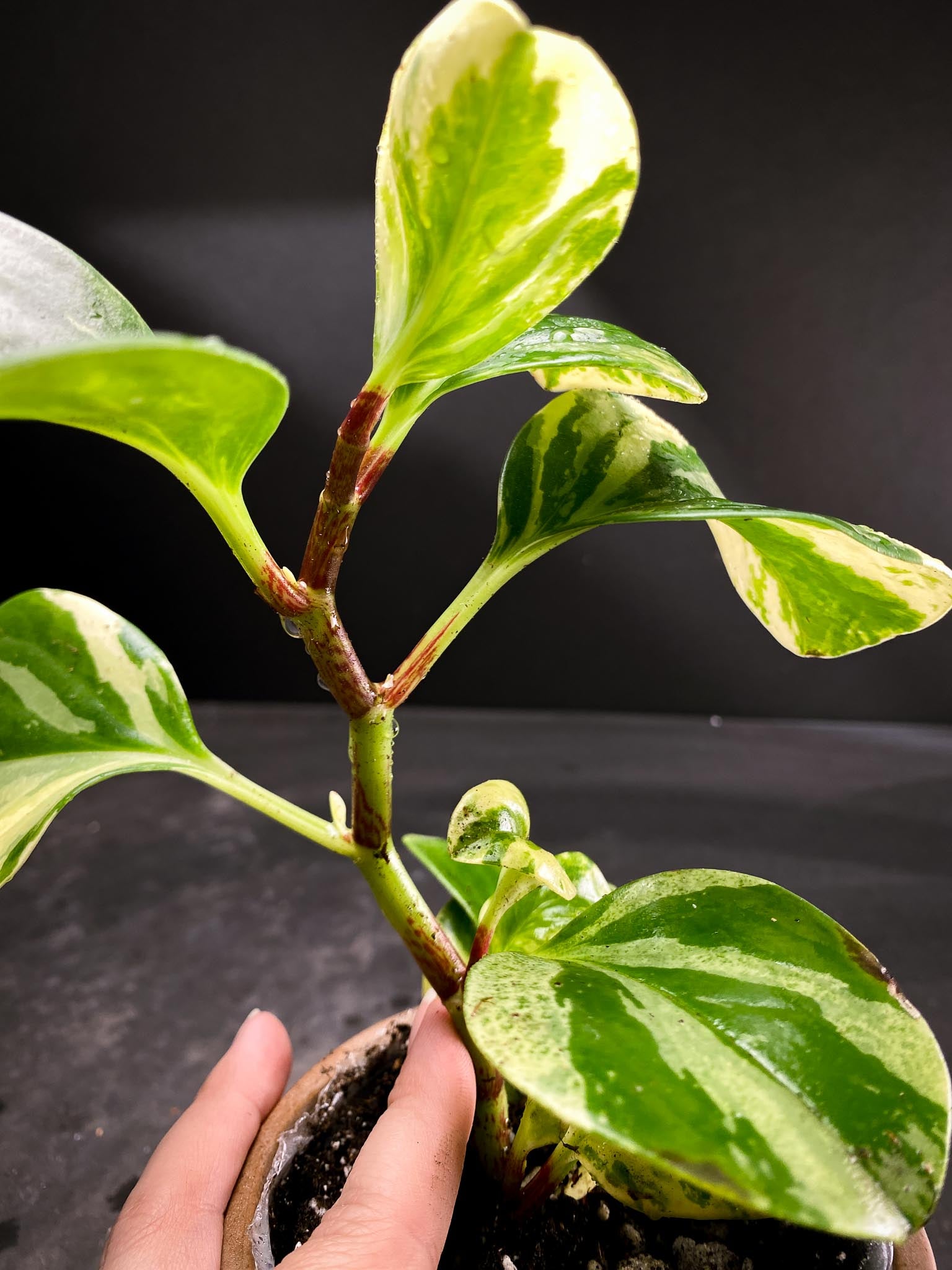 Peperomia marble Multiple Leaves  Multiple Nodes Rooted