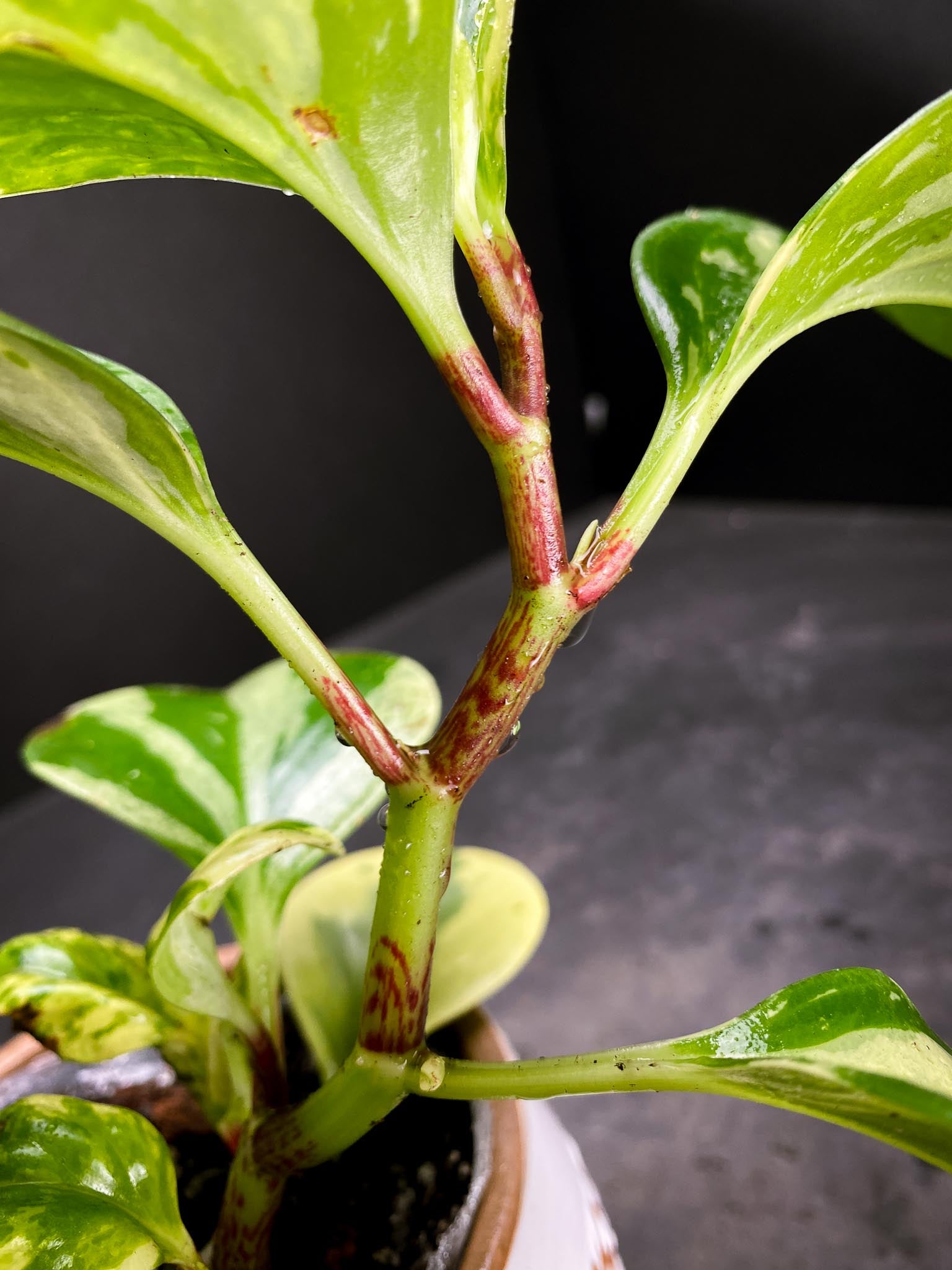 Peperomia marble Multiple Leaves  Multiple Nodes Rooted