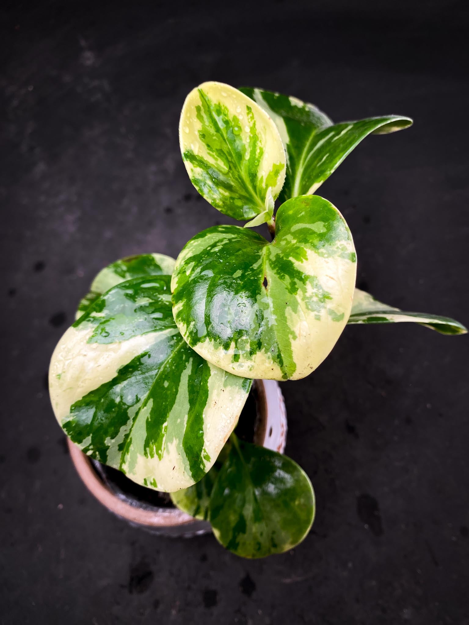 Peperomia marble Multiple Leaves  Multiple Nodes Rooted