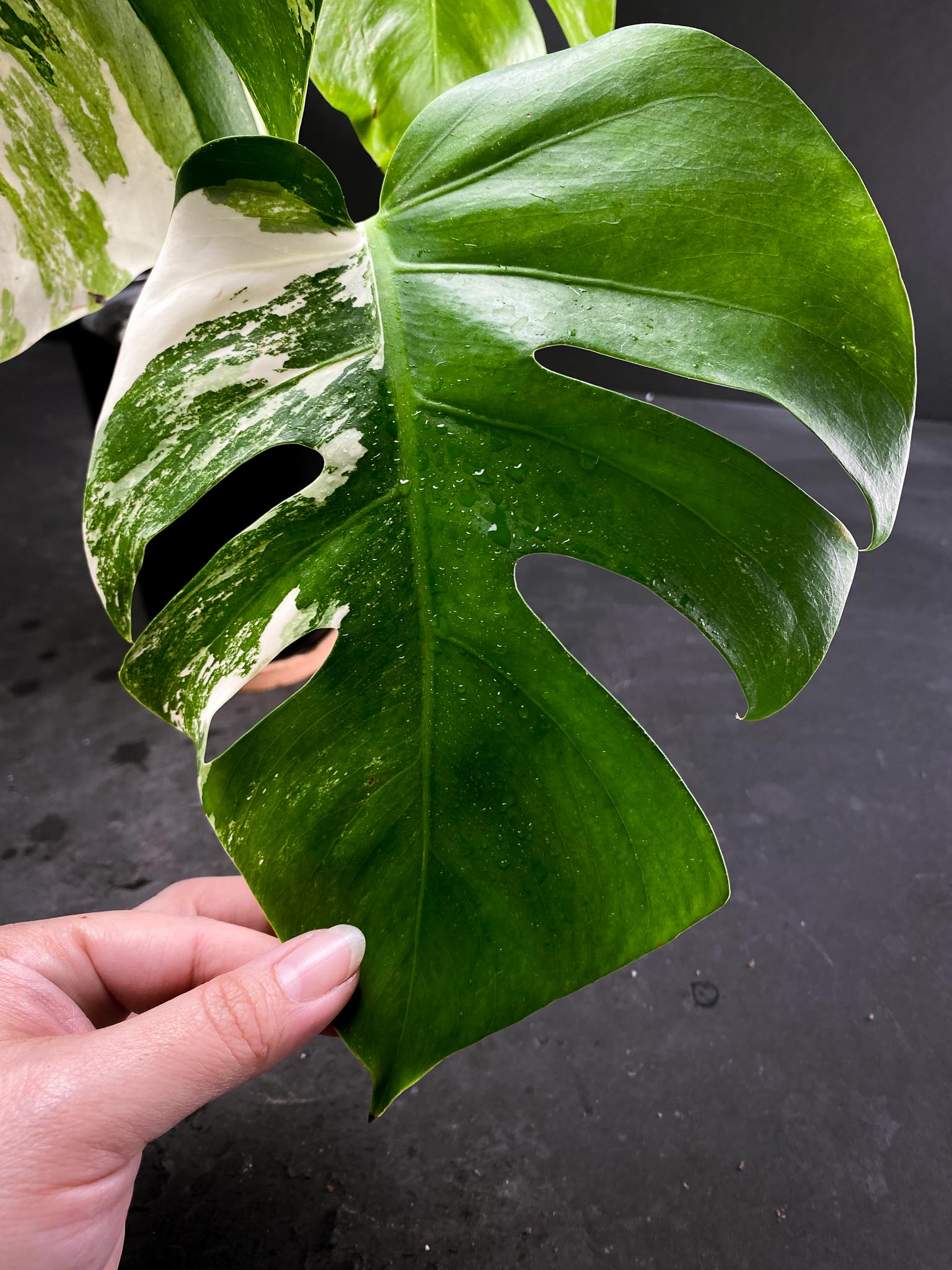 Monstera albo Japanese White Tiger 4 Leaves  4 Nodes  Top Cutting Rooted xP