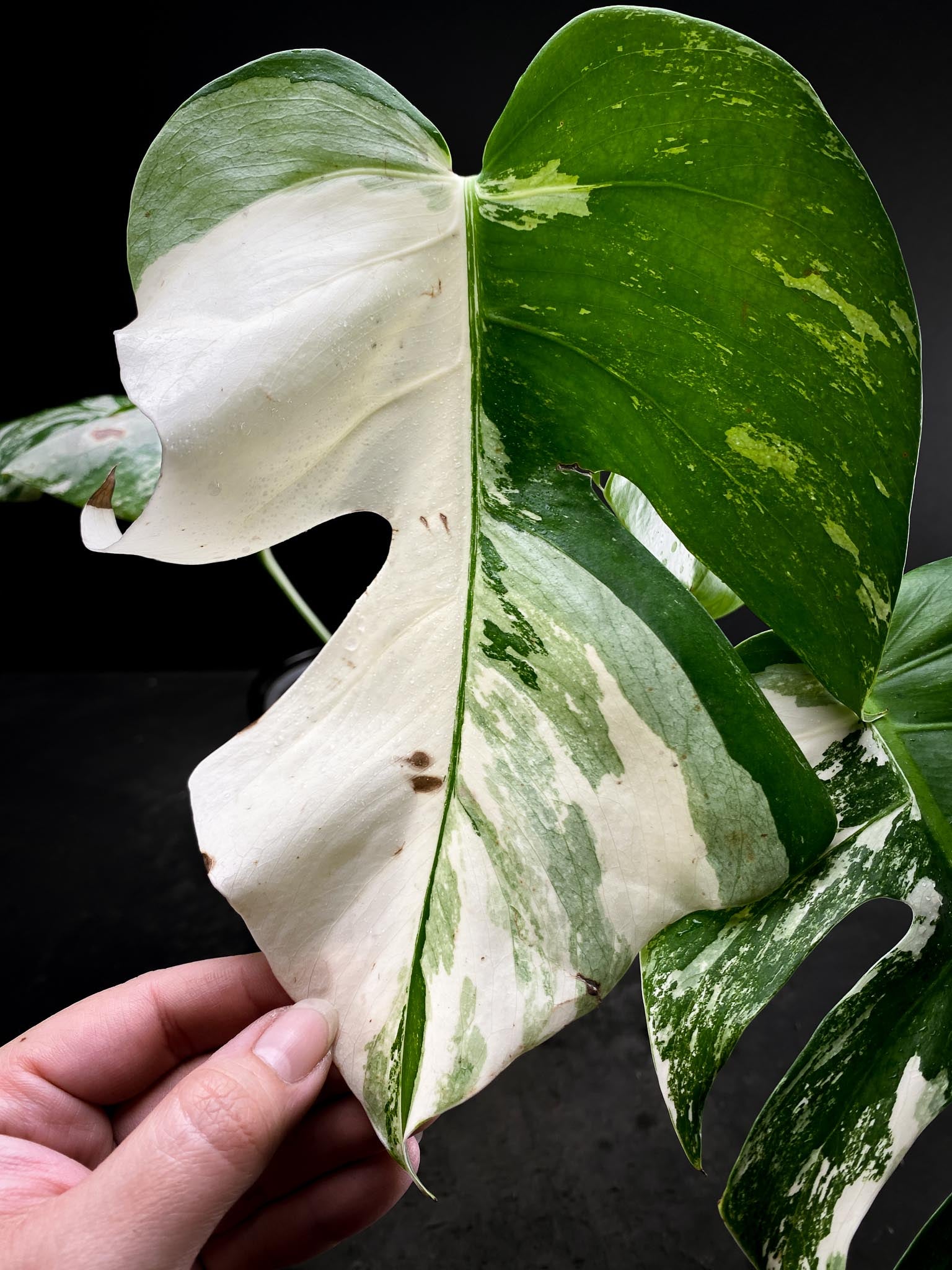 Monstera albo Japanese White Tiger 4 Leaves  4 Nodes  Top Cutting Rooted xP