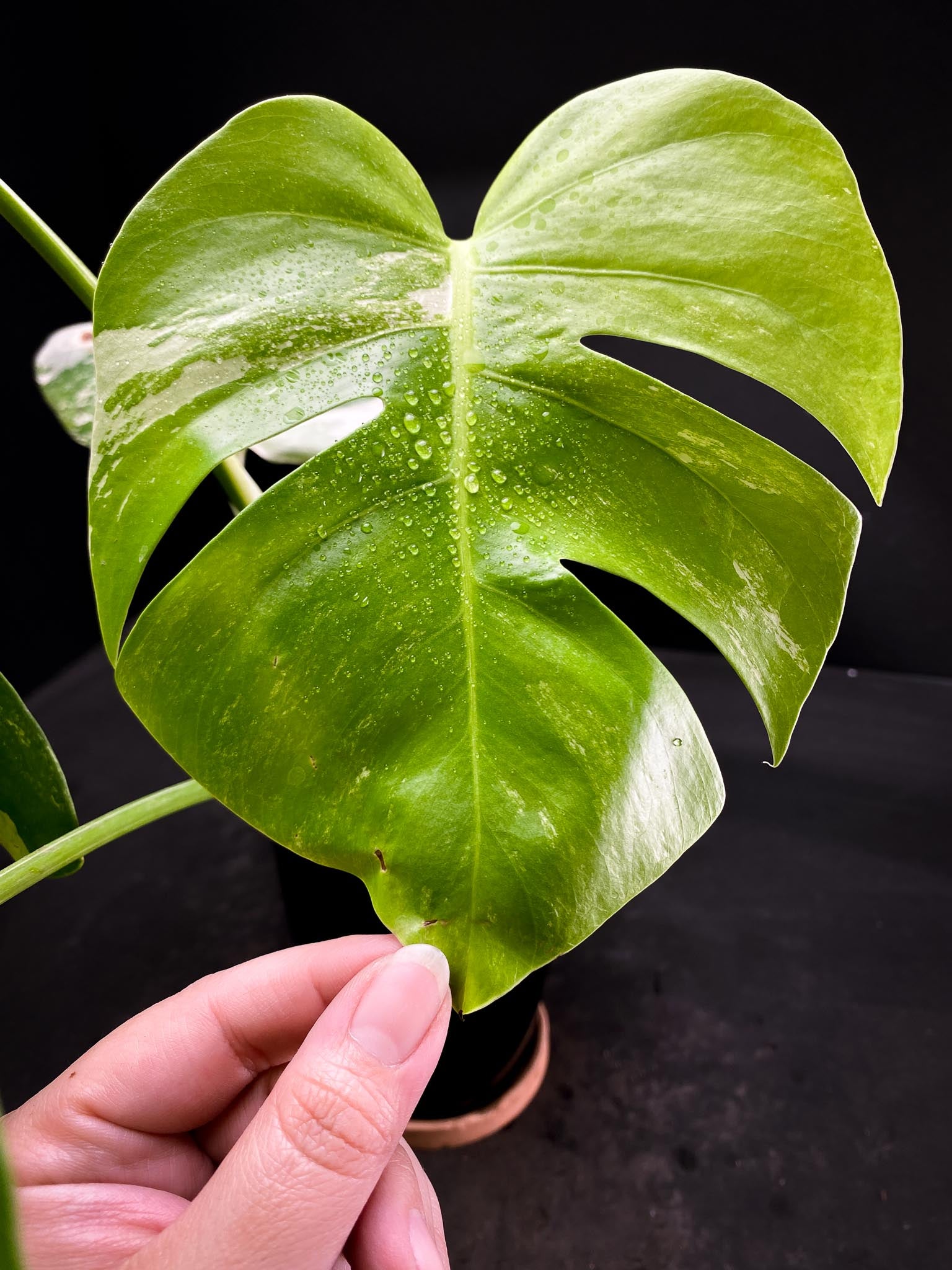 Monstera albo Japanese White Tiger 4 Leaves  4 Nodes  Top Cutting Rooted xP