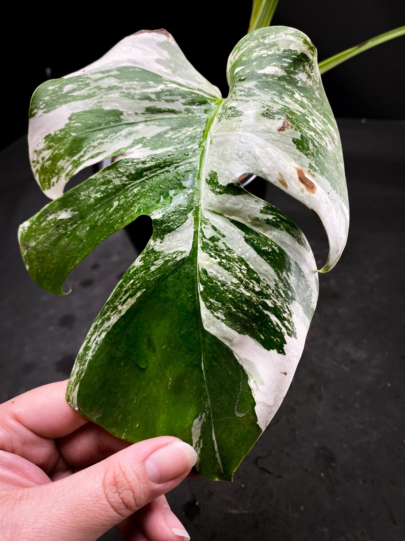 Monstera albo Japanese White Tiger 4 Leaves  4 Nodes  Top Cutting Rooted xP