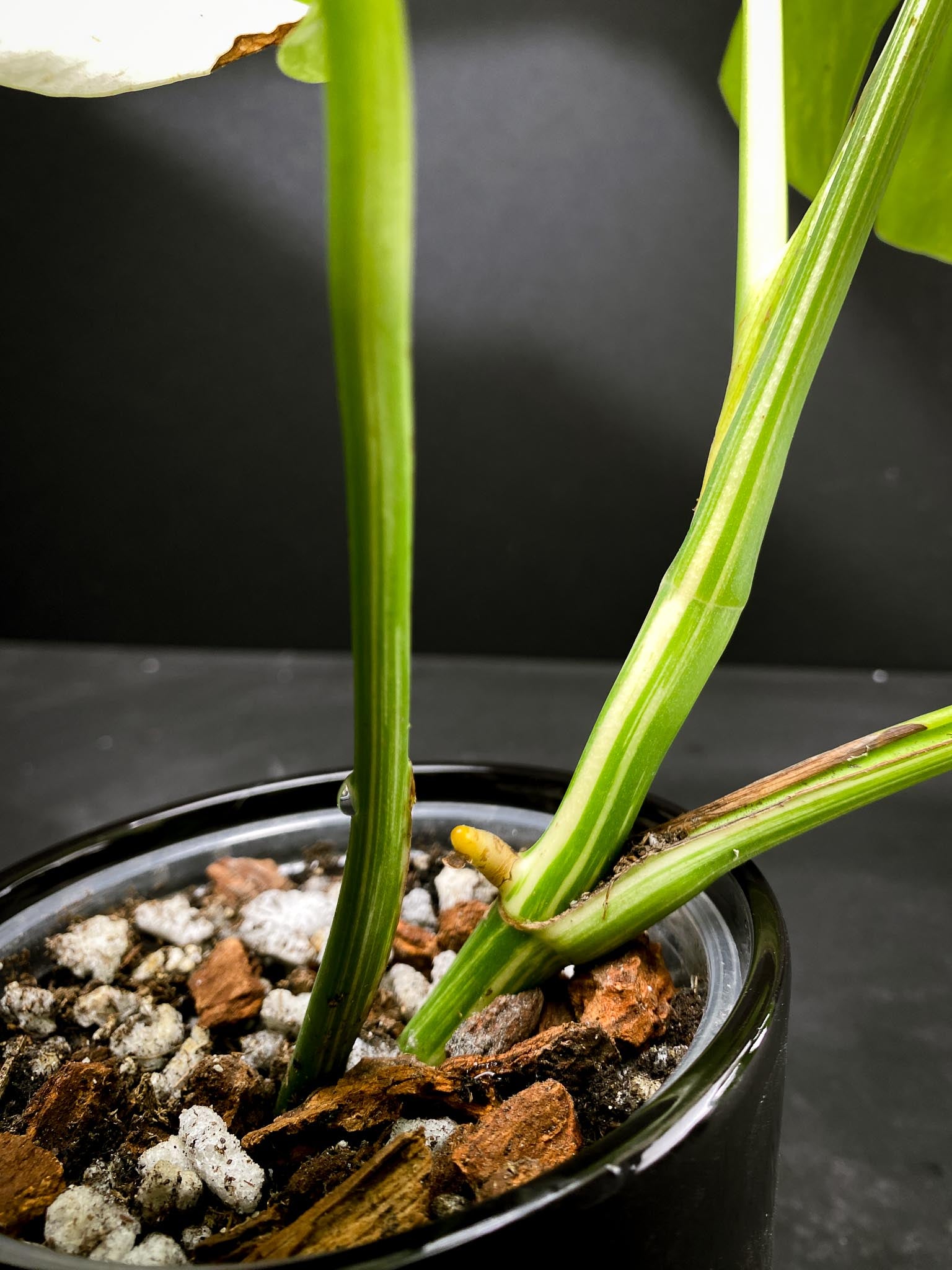 Monstera albo Japanese White Tiger 4 Leaves  4 Nodes  Top Cutting Rooted xP