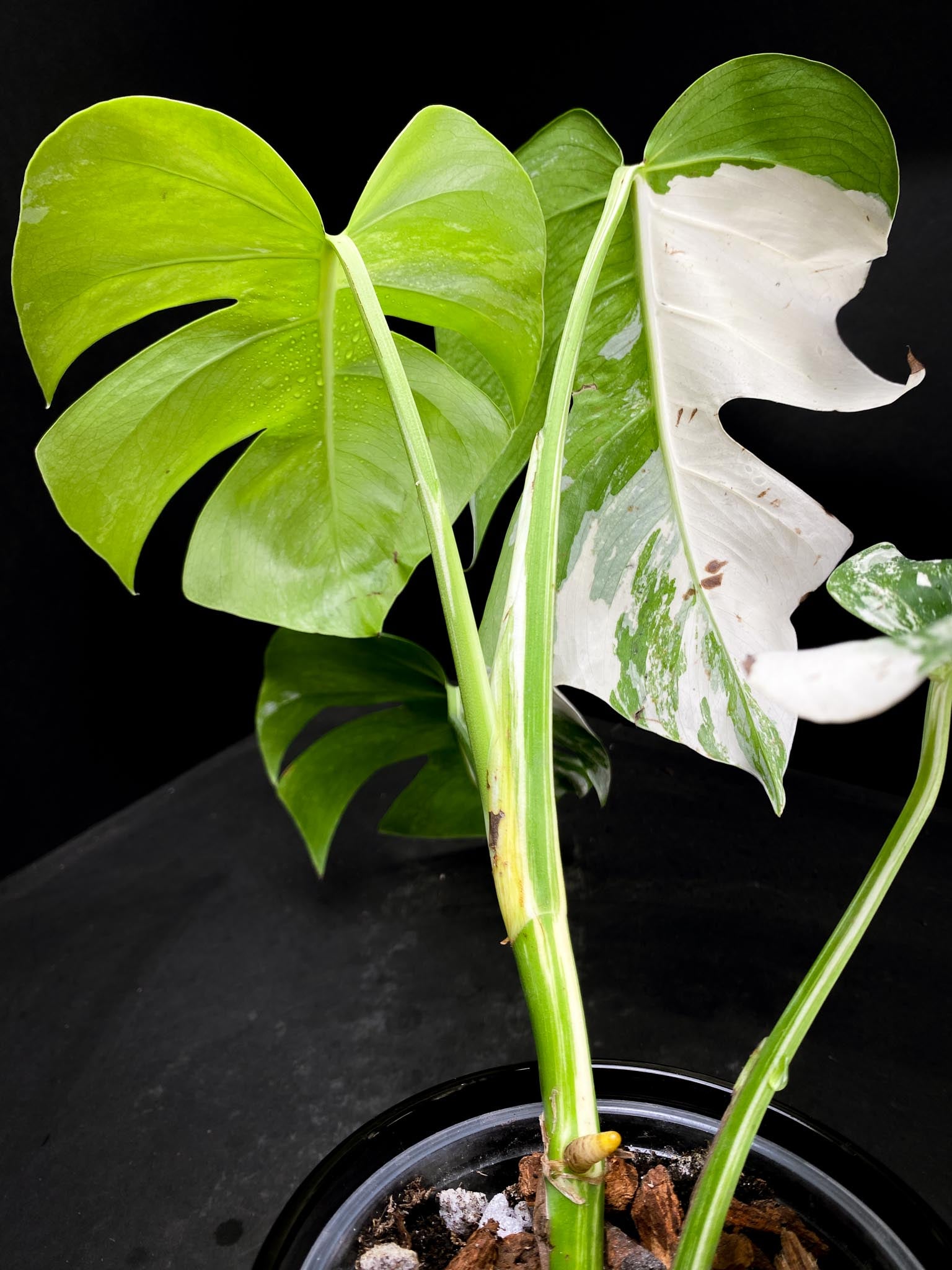 Monstera albo Japanese White Tiger 4 Leaves  4 Nodes  Top Cutting Rooted xP