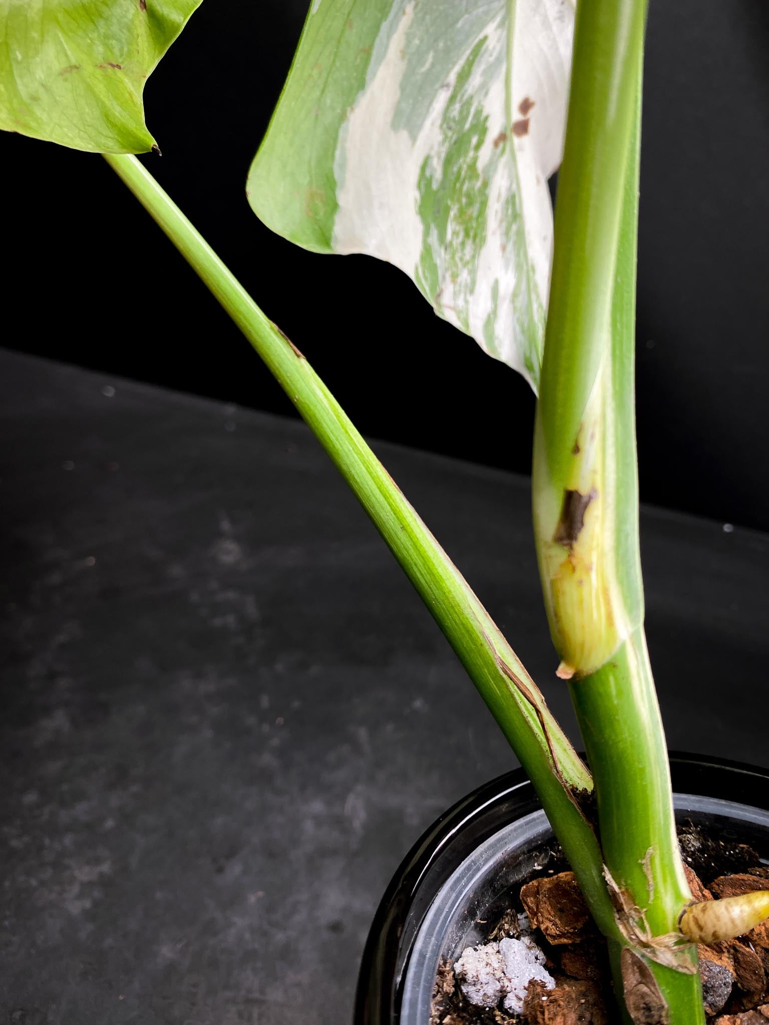 Monstera albo Japanese White Tiger 4 Leaves  4 Nodes  Top Cutting Rooted xP