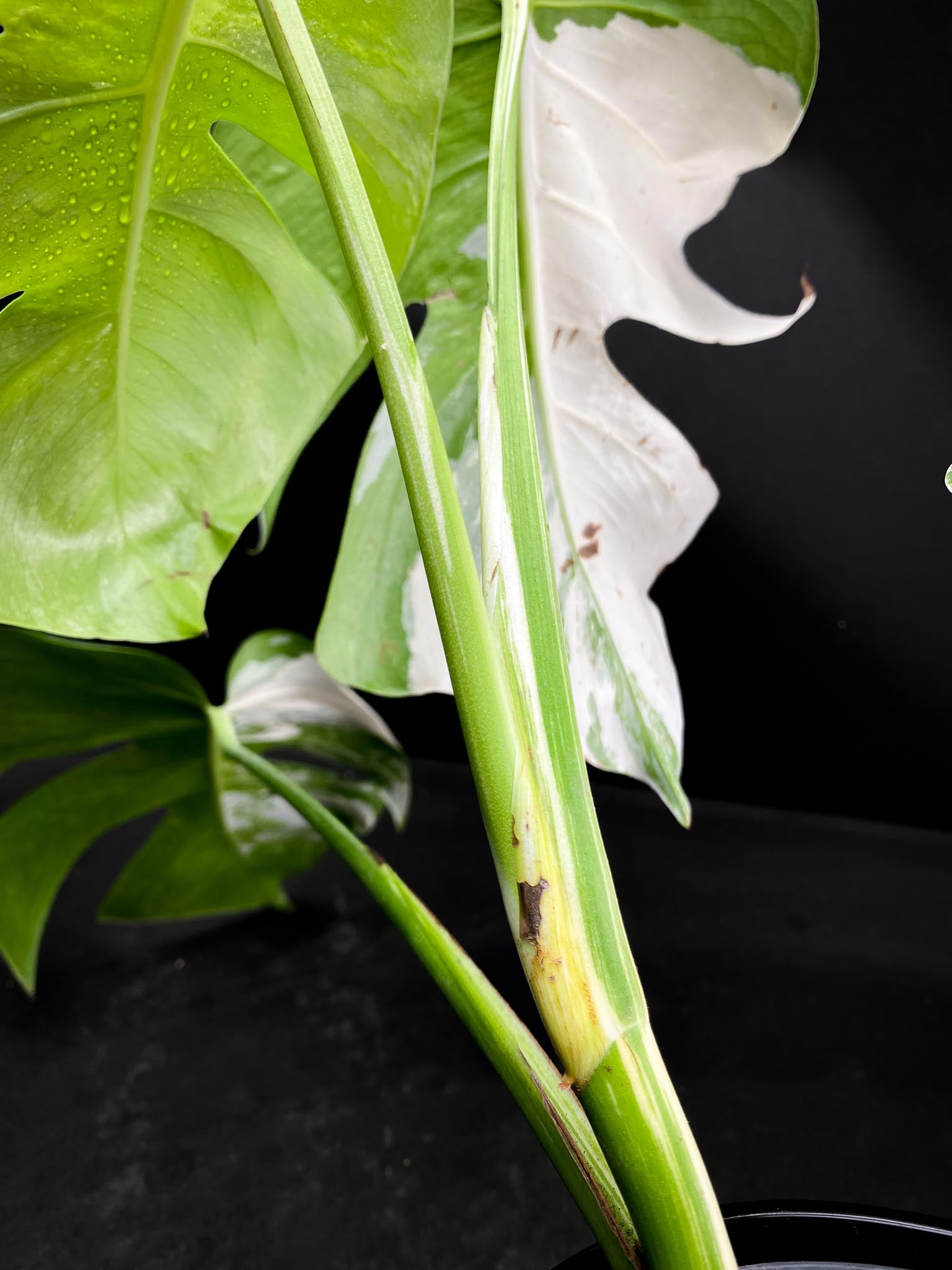 Monstera albo Japanese White Tiger 4 Leaves  4 Nodes  Top Cutting Rooted xP