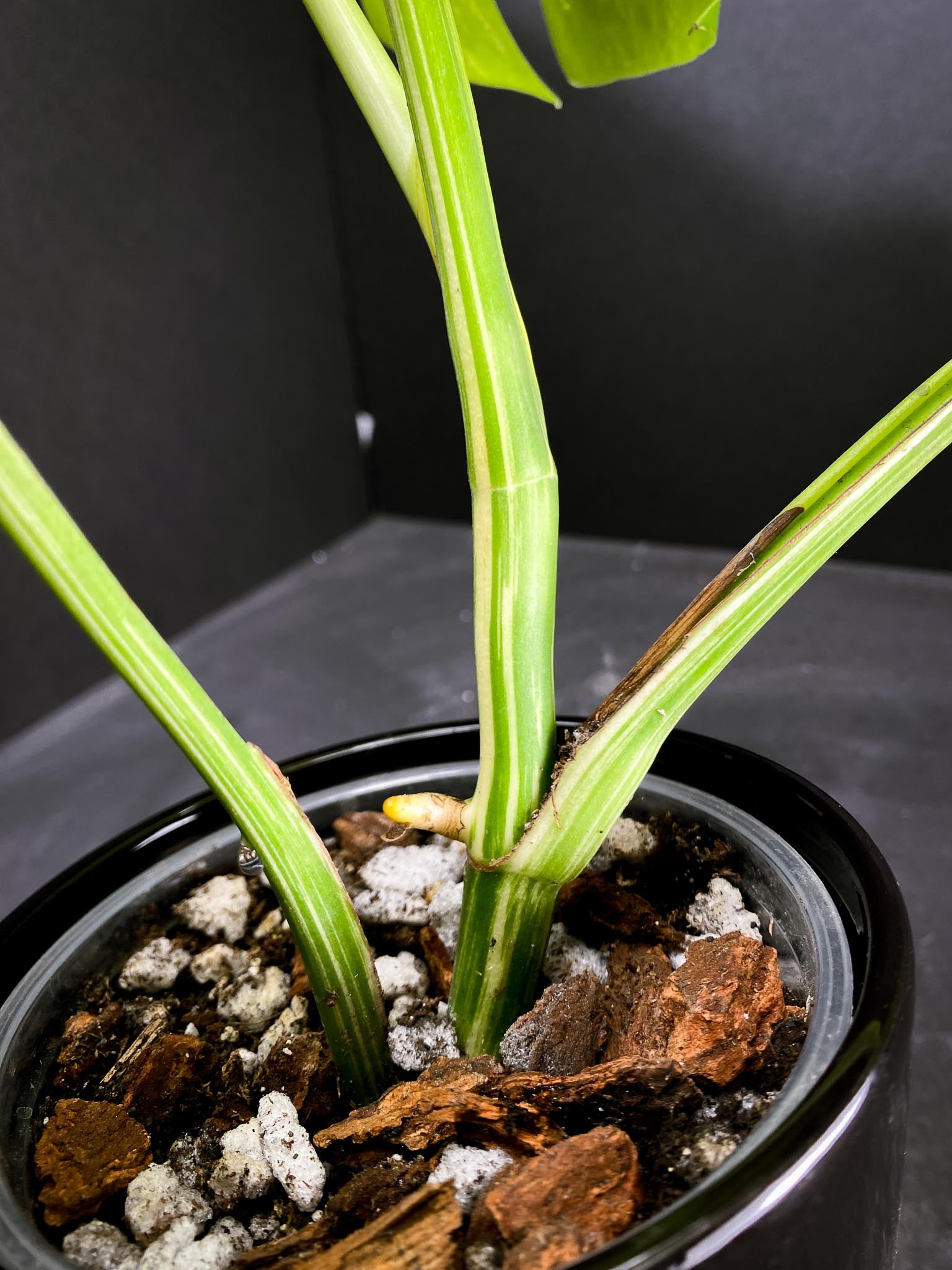 Monstera albo Japanese White Tiger 4 Leaves  4 Nodes  Top Cutting Rooted xP