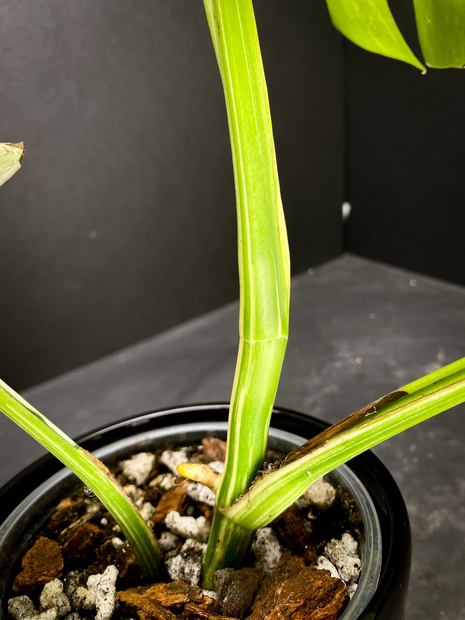 Monstera albo Japanese White Tiger 4 Leaves  4 Nodes  Top Cutting Rooted xP