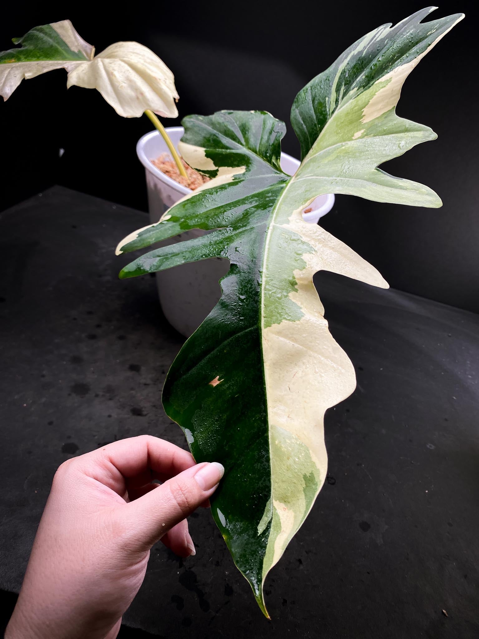 Philodendron Golden Dragon Variegated 2 Leaves  2 Nodes  Rooted XL xP