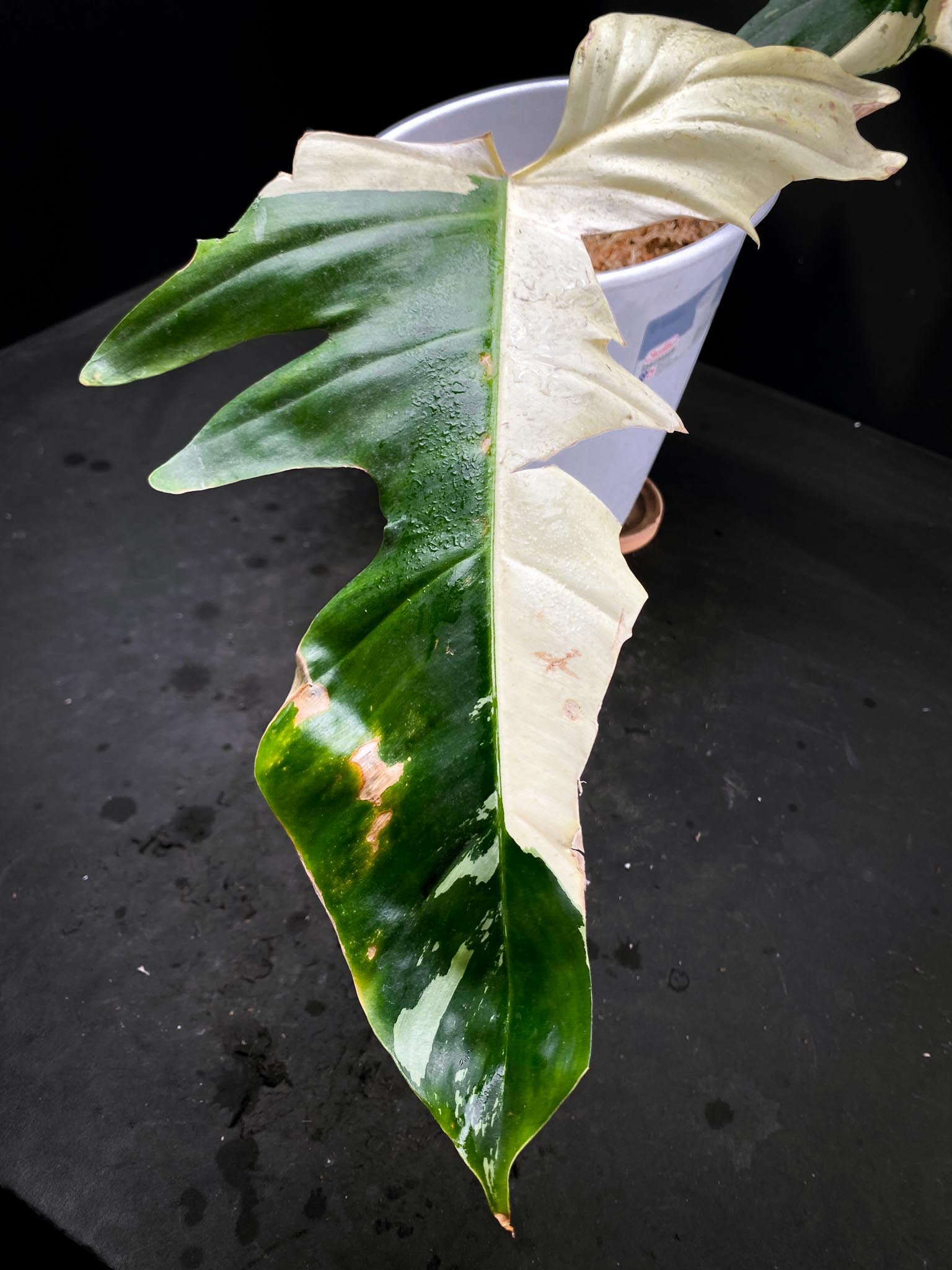 Philodendron Golden Dragon Variegated 2 Leaves  2 Nodes  Rooted XL xP