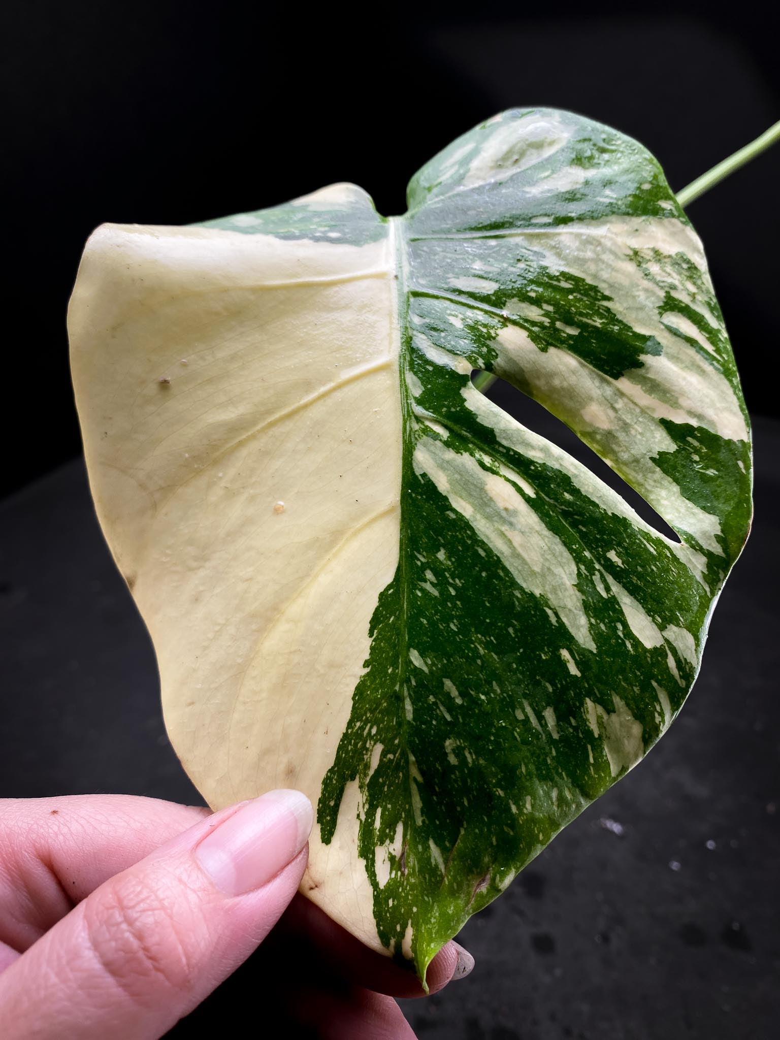 Monstera Thai Constellation  creme burlee 3 Leaves  3 Nodes  Rooted