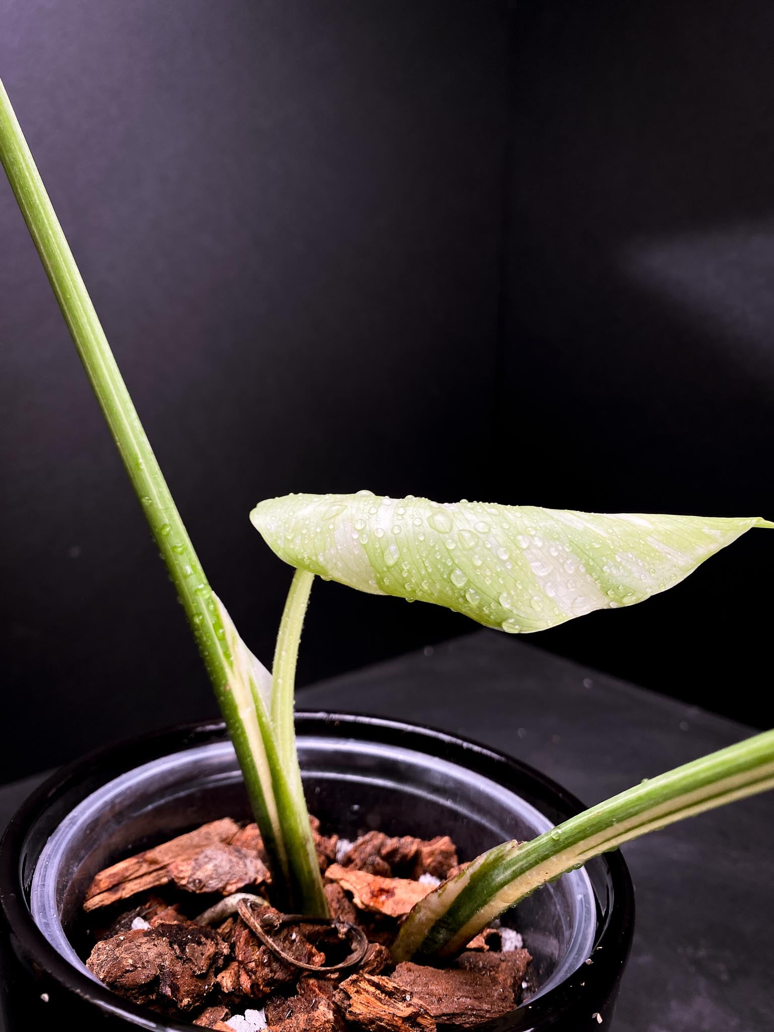 Monstera Thai Constellation  creme burlee 3 Leaves  3 Nodes  Rooted