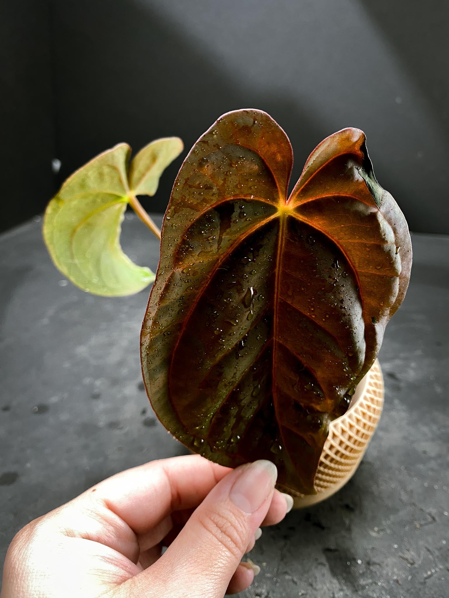 Anthurium Ace of spade Tezula X Papillilaminum Long and bullet 2 Leaves  Multiple Nodes 2 Buds Rooted xP