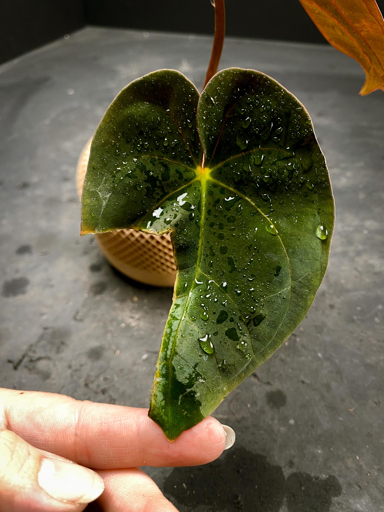 Anthurium Ace of spade Tezula X Papillilaminum Long and bullet 2 Leaves  Multiple Nodes 2 Buds Rooted xP