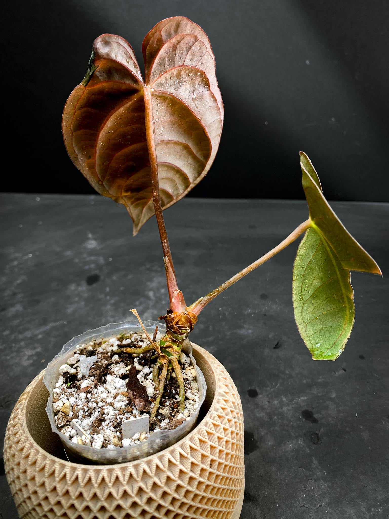 Anthurium Ace of spade Tezula X Papillilaminum Long and bullet 2 Leaves  Multiple Nodes 2 Buds Rooted xP