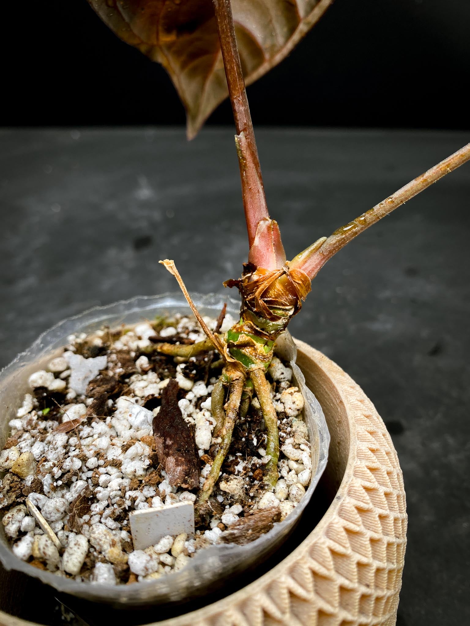 Anthurium Ace of spade Tezula X Papillilaminum Long and bullet 2 Leaves  Multiple Nodes 2 Buds Rooted xP