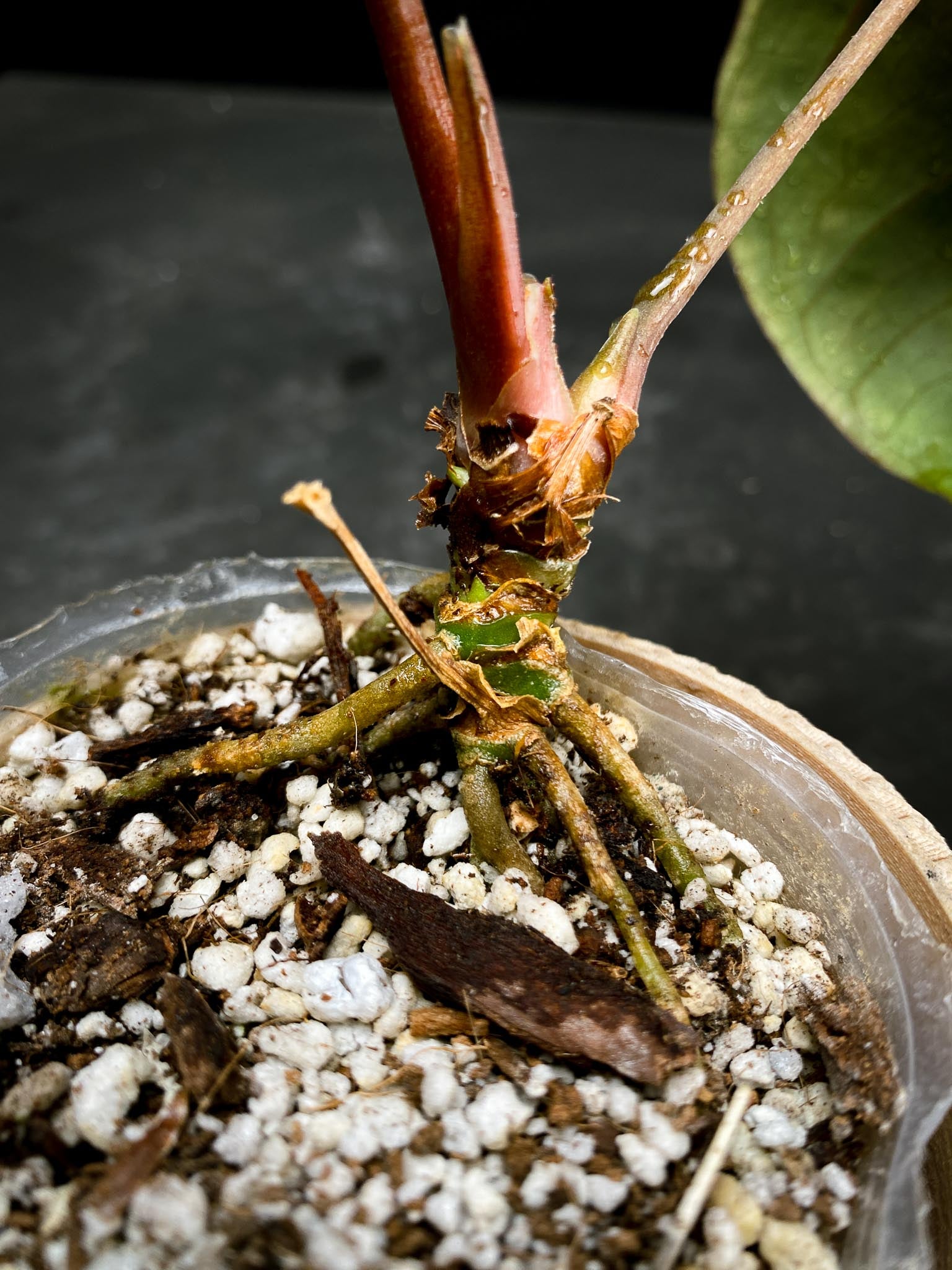 Anthurium Ace of spade Tezula X Papillilaminum Long and bullet 2 Leaves  Multiple Nodes 2 Buds Rooted xP