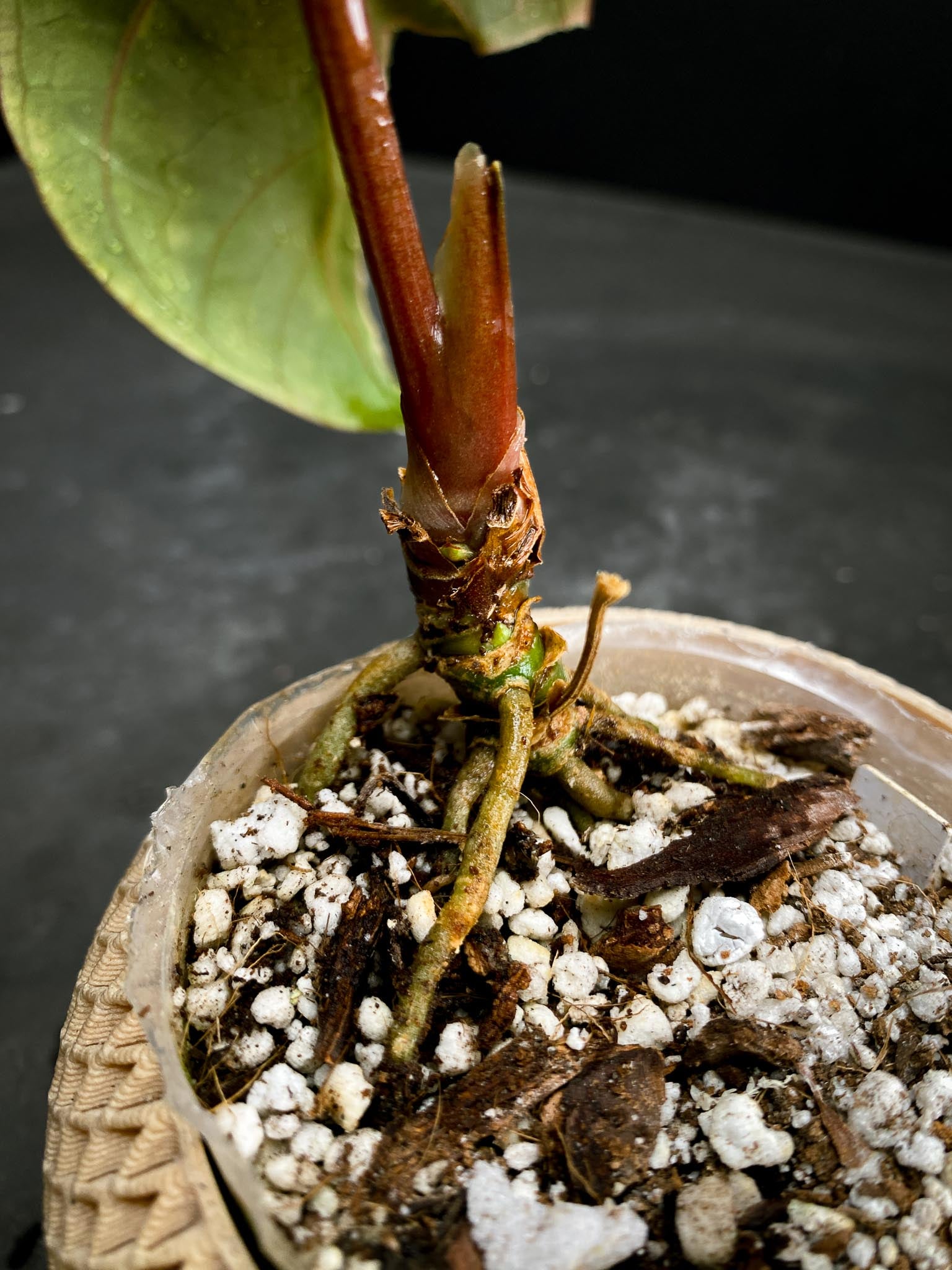 Anthurium Ace of spade Tezula X Papillilaminum Long and bullet 2 Leaves  Multiple Nodes 2 Buds Rooted xP