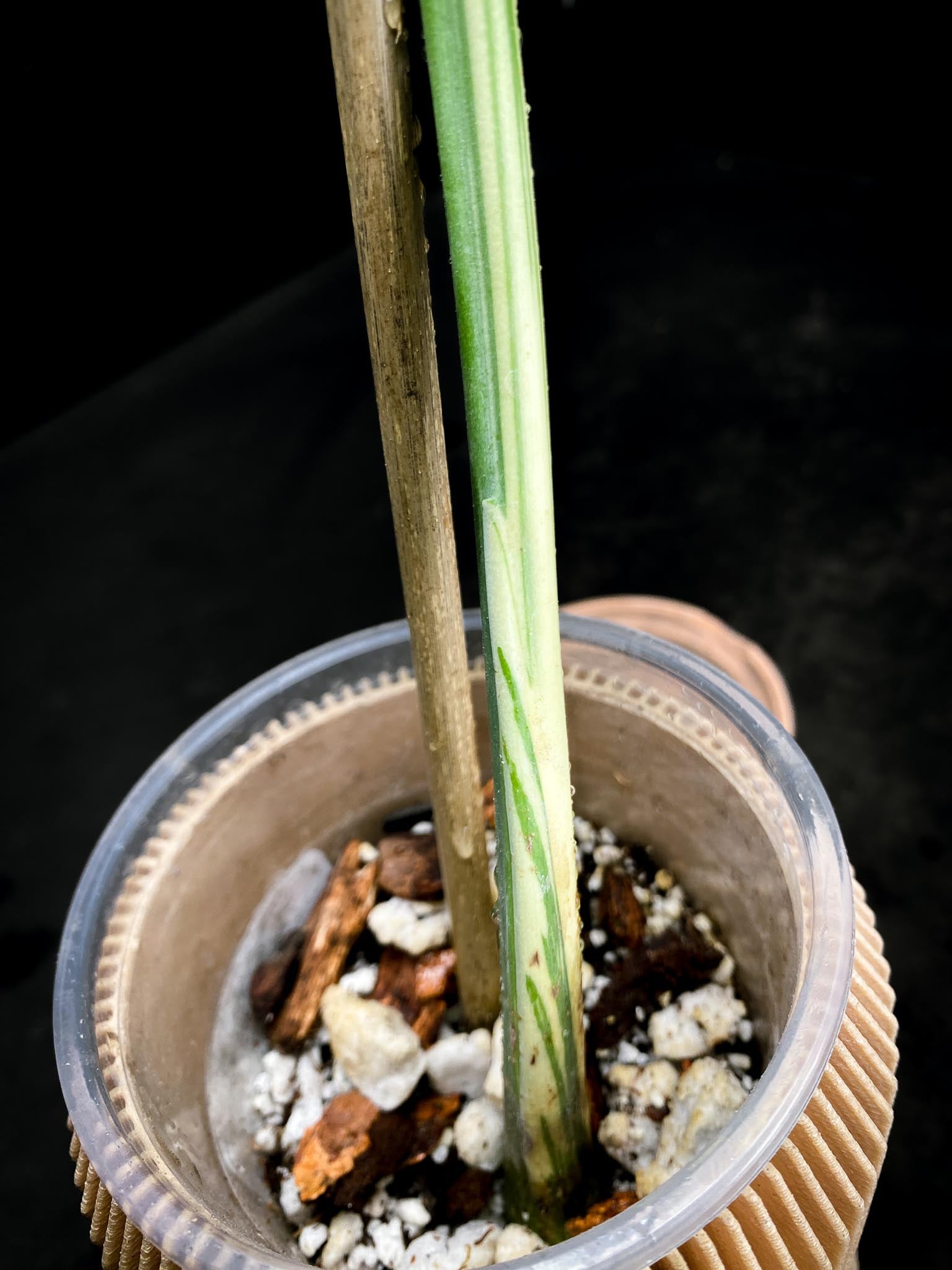 Monstera Thai Constellation 1 Leaf top cutting Rooted