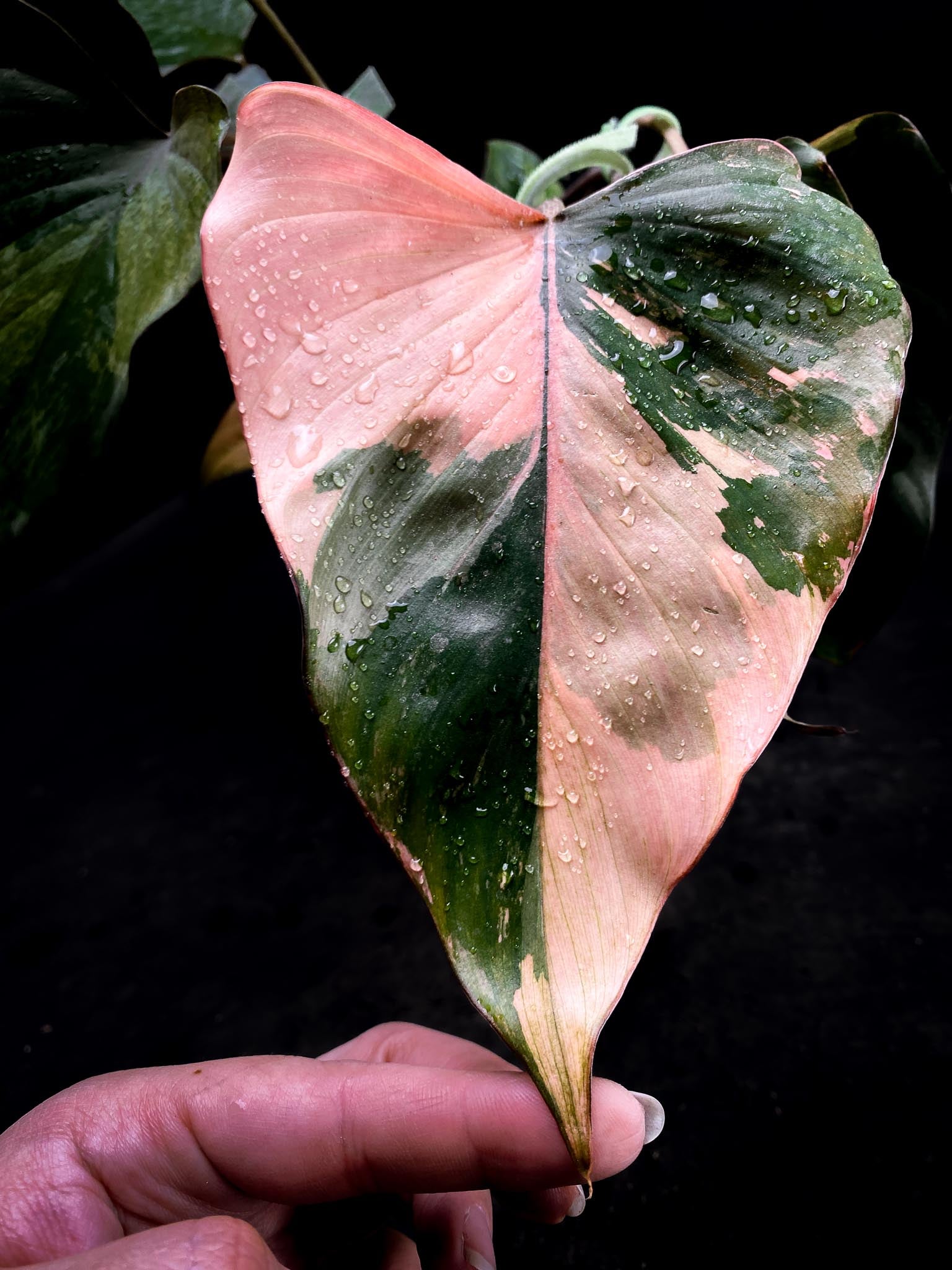 Homalomena Pink Diamond Variegated Multiple Leaves  Multiple Nodes Top Cutting Rooted xP