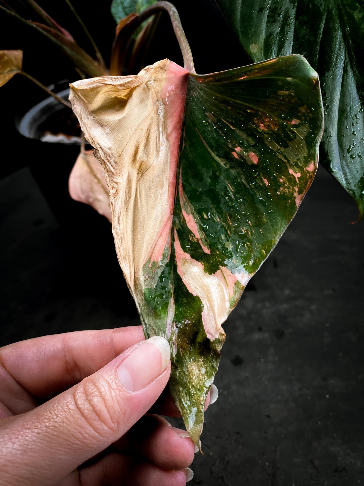 Homalomena Pink Diamond Variegated Multiple Leaves  Multiple Nodes Top Cutting Rooted xP